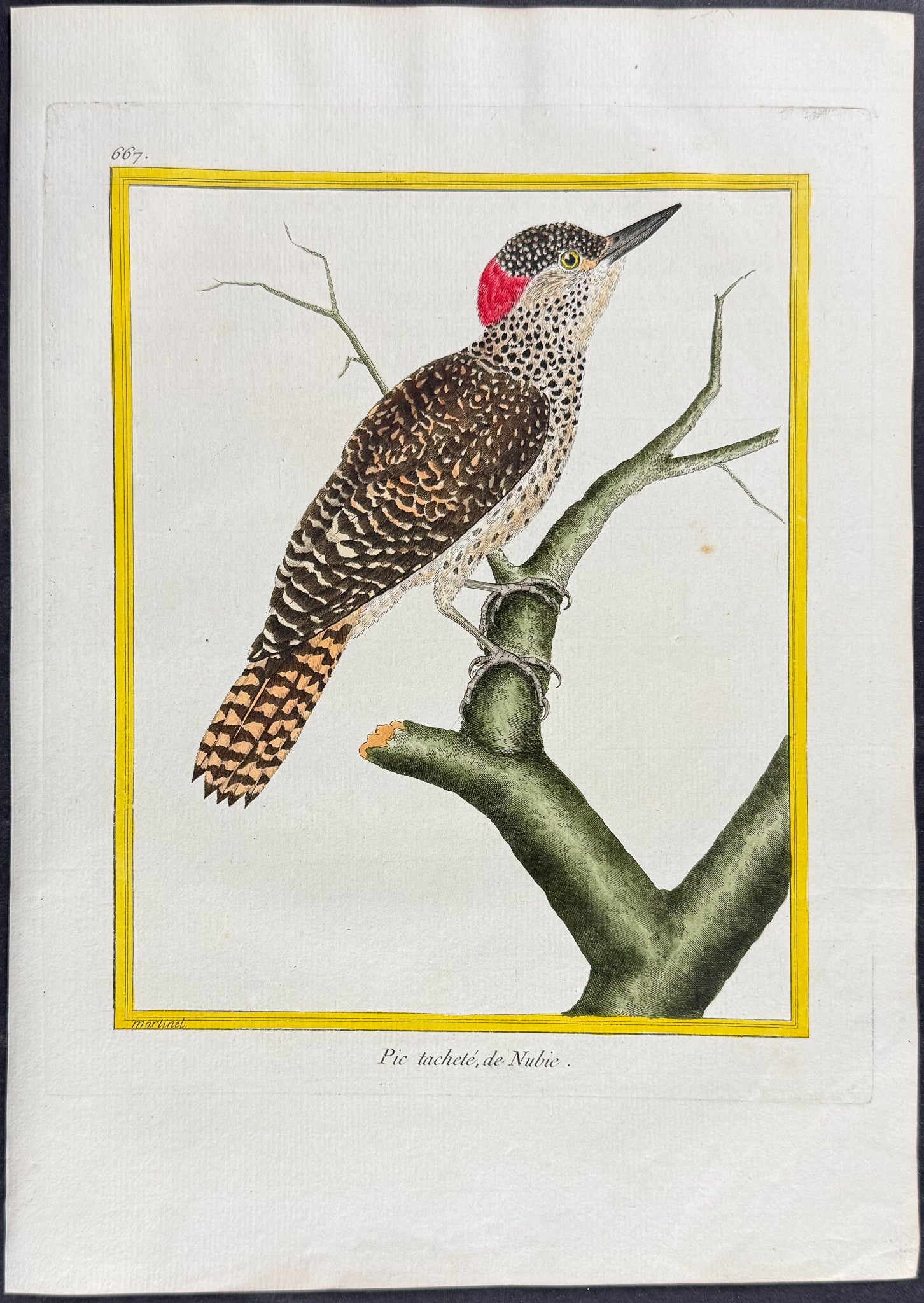 Woodpecker