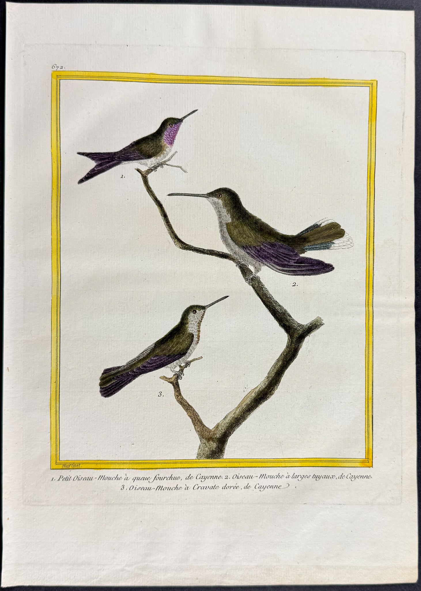 Hummingbird or Colibri