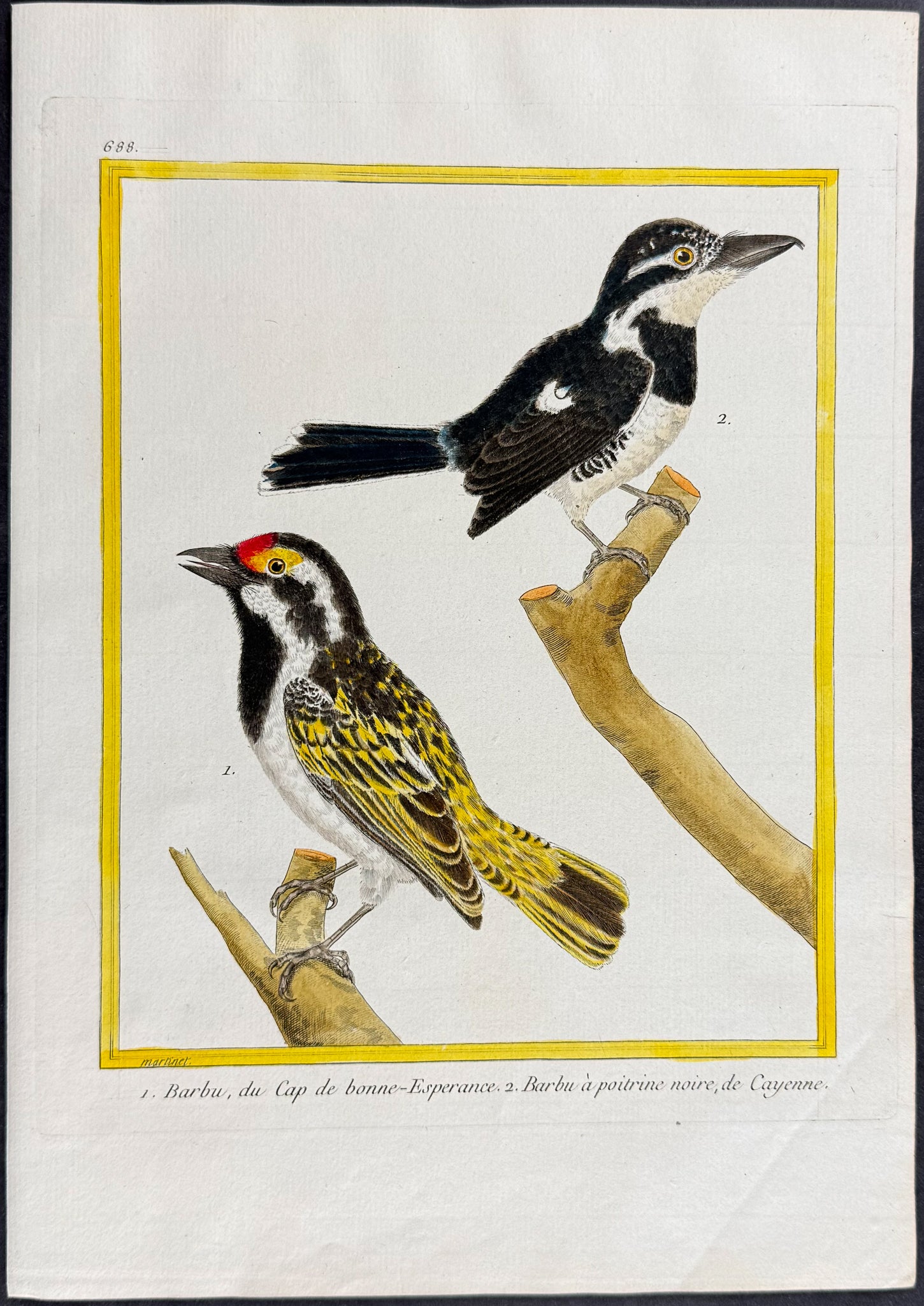 Barbet