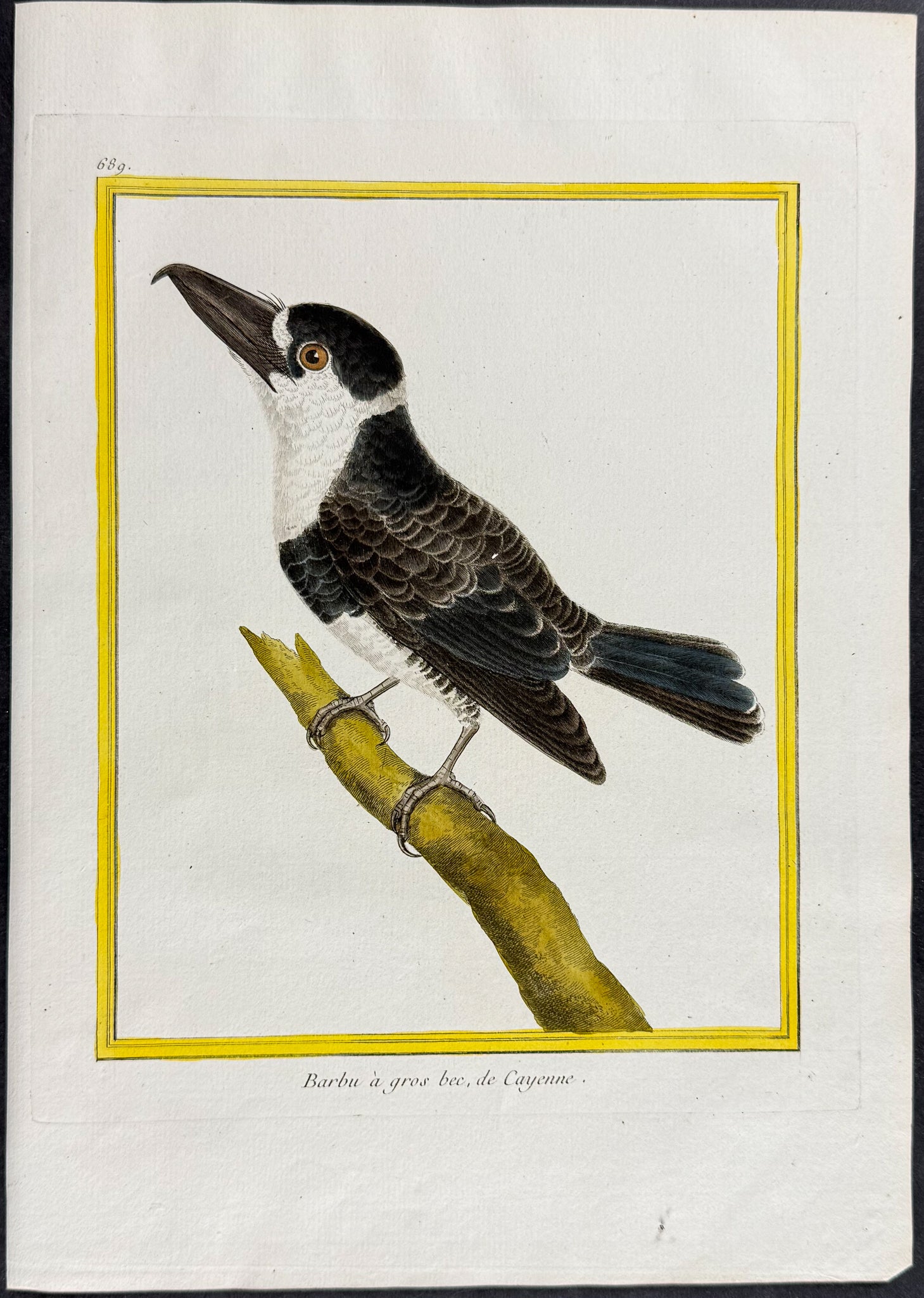 Barbet