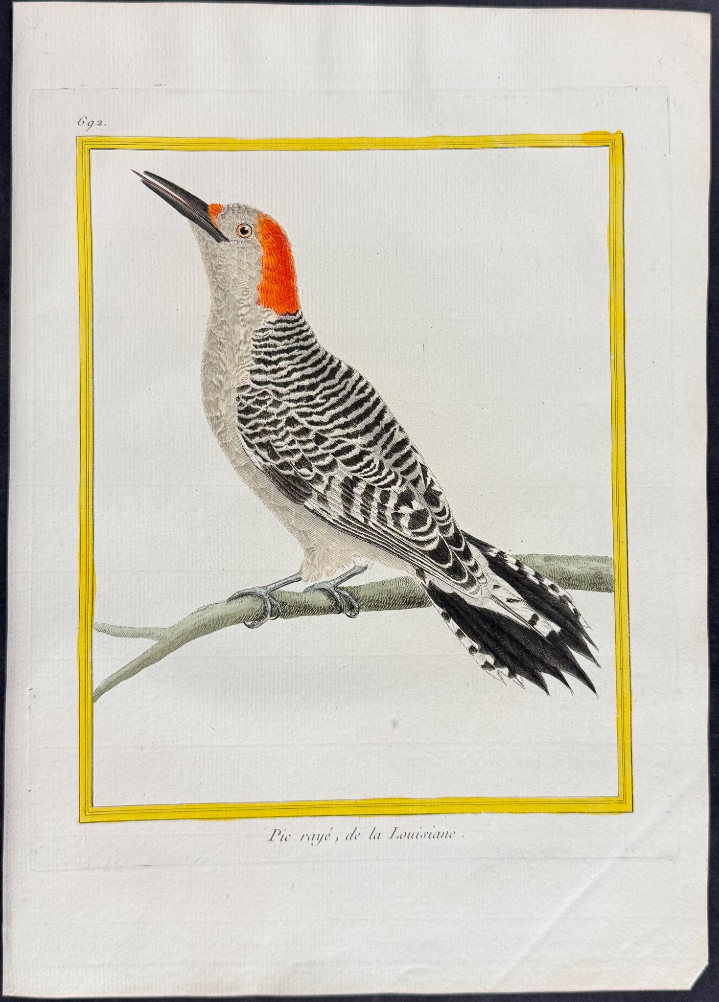 Woodpecker