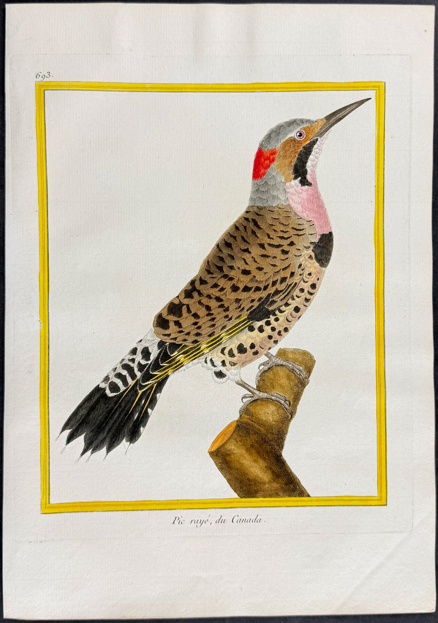 Woodpecker