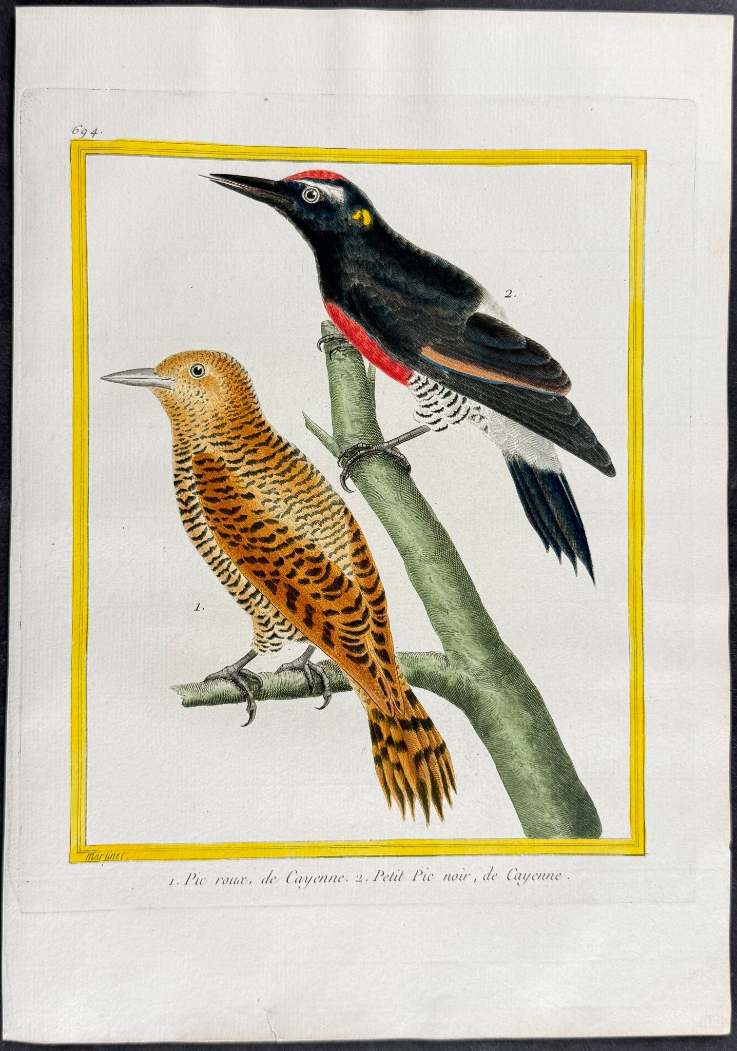 Woodpecker