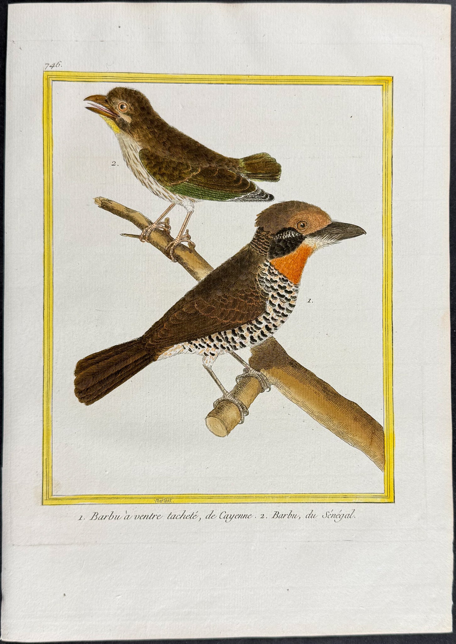 Barbet