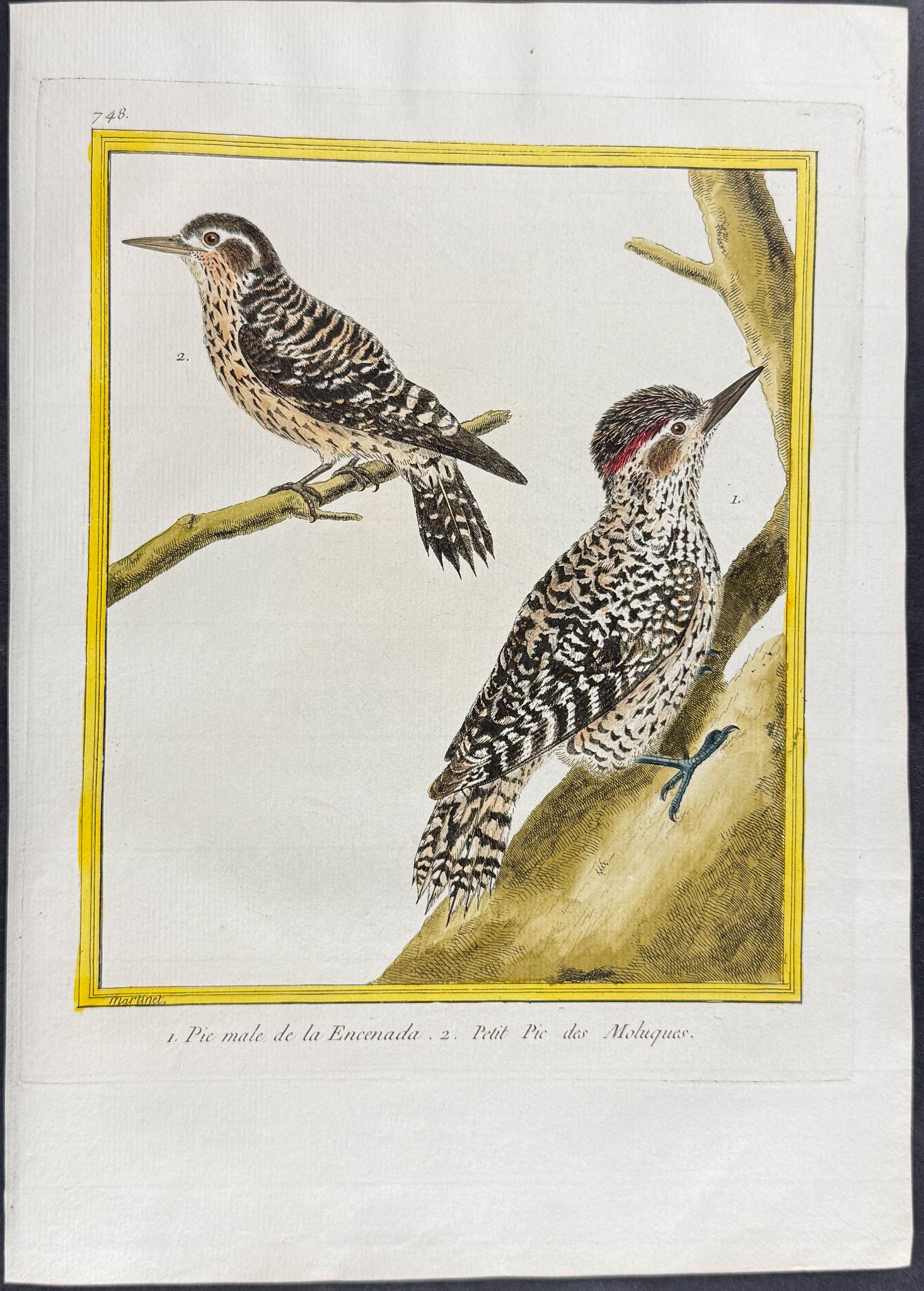 Woodpecker