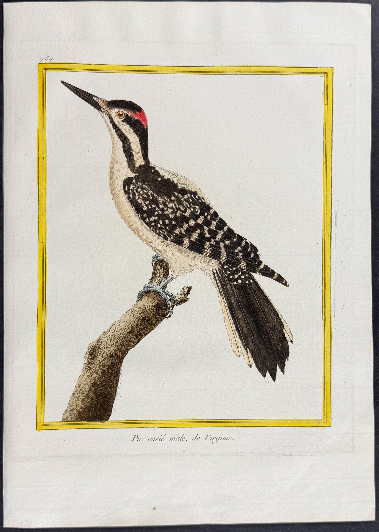 Woodpecker