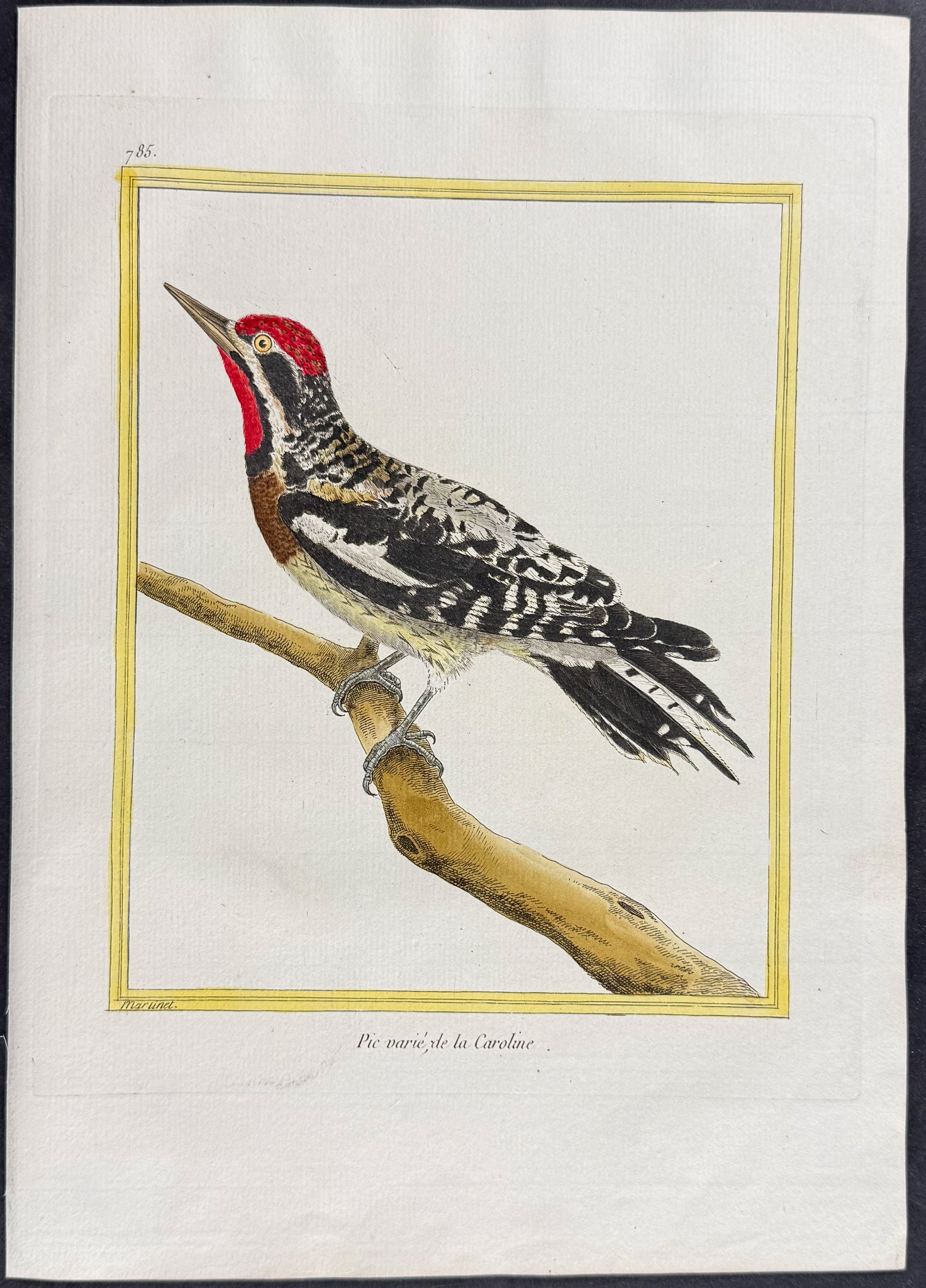 Woodpecker