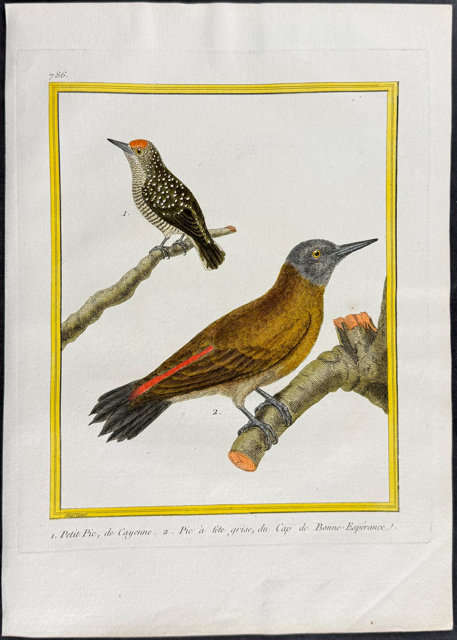 Woodpecker