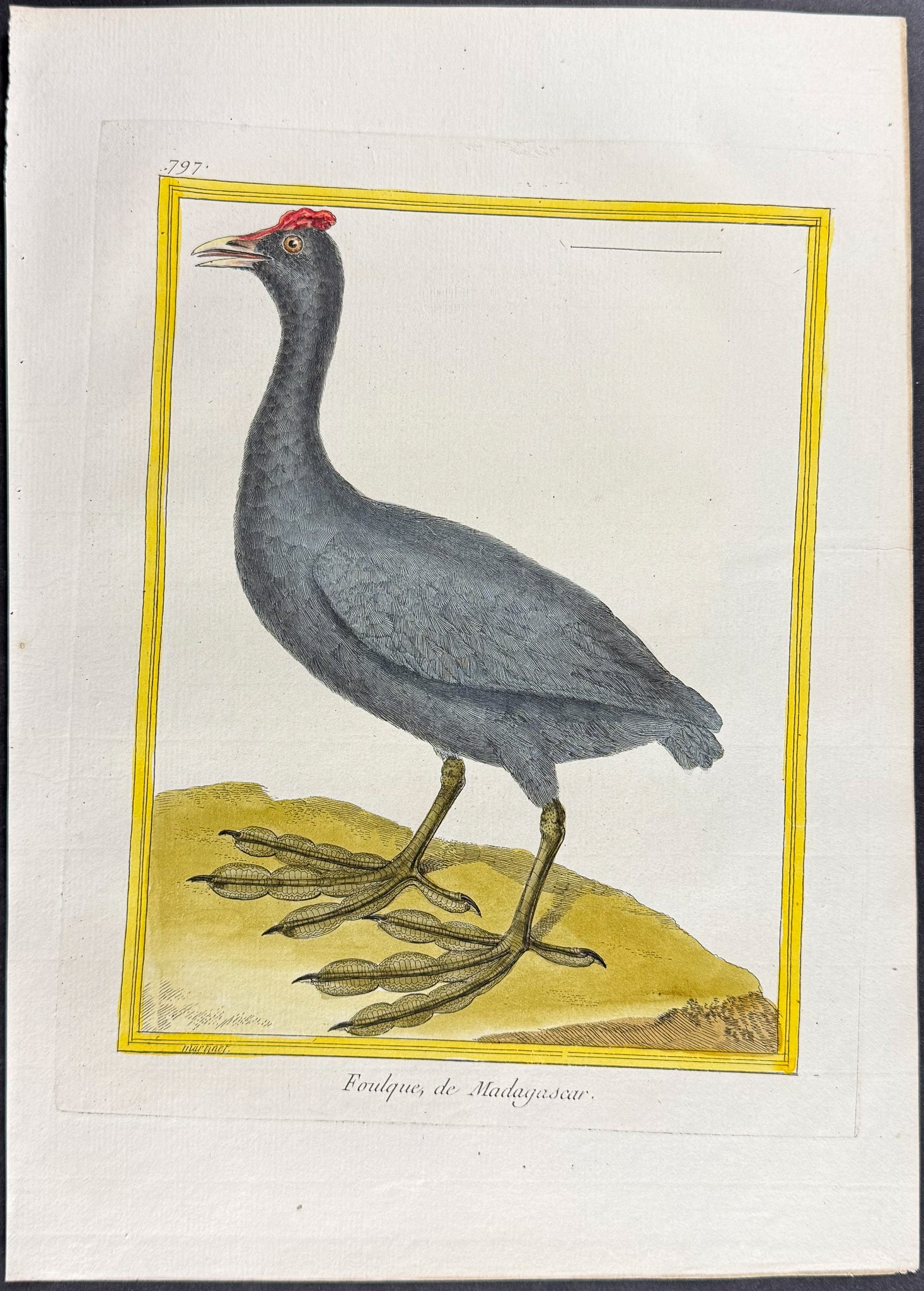 Coot