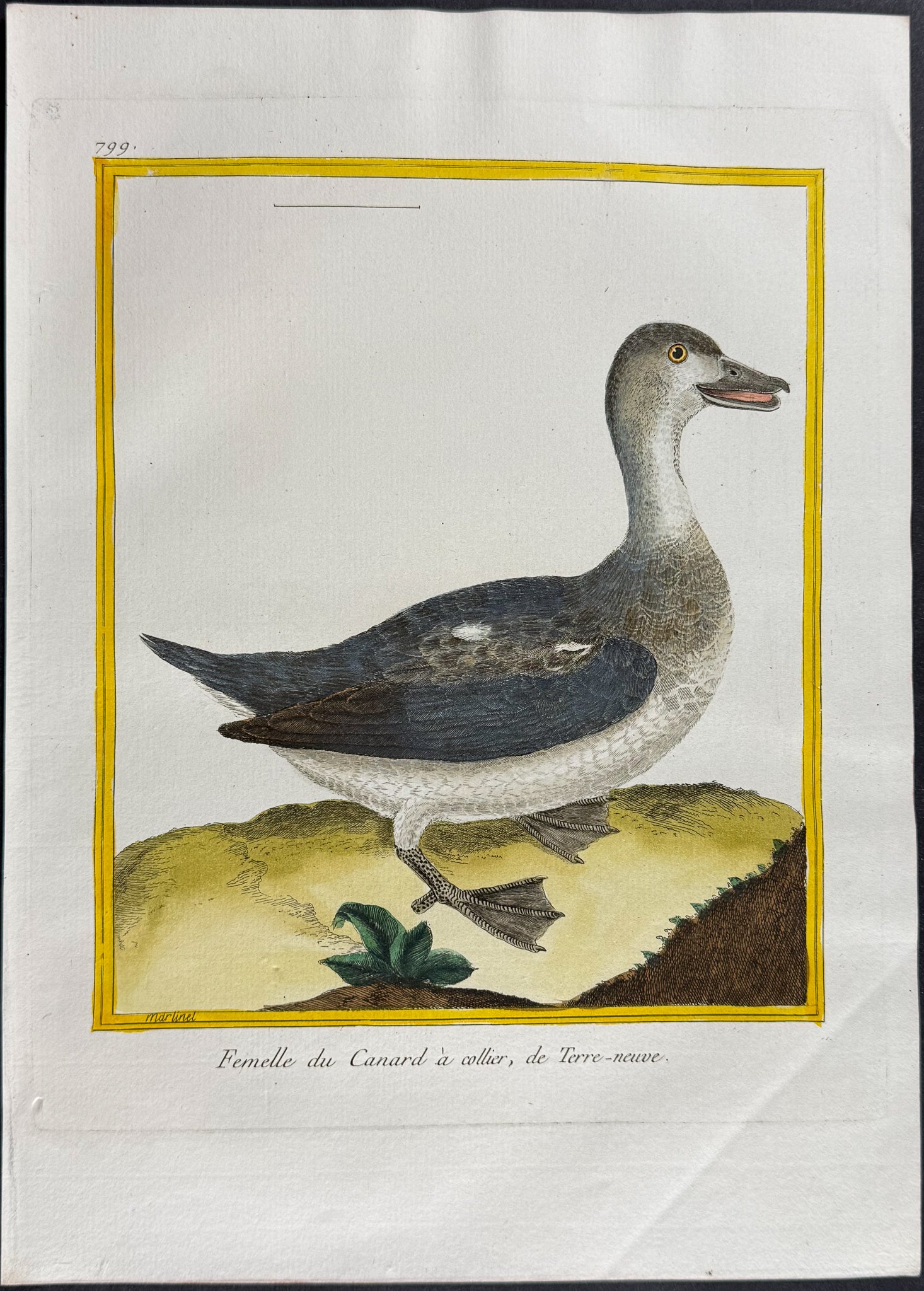 Duck