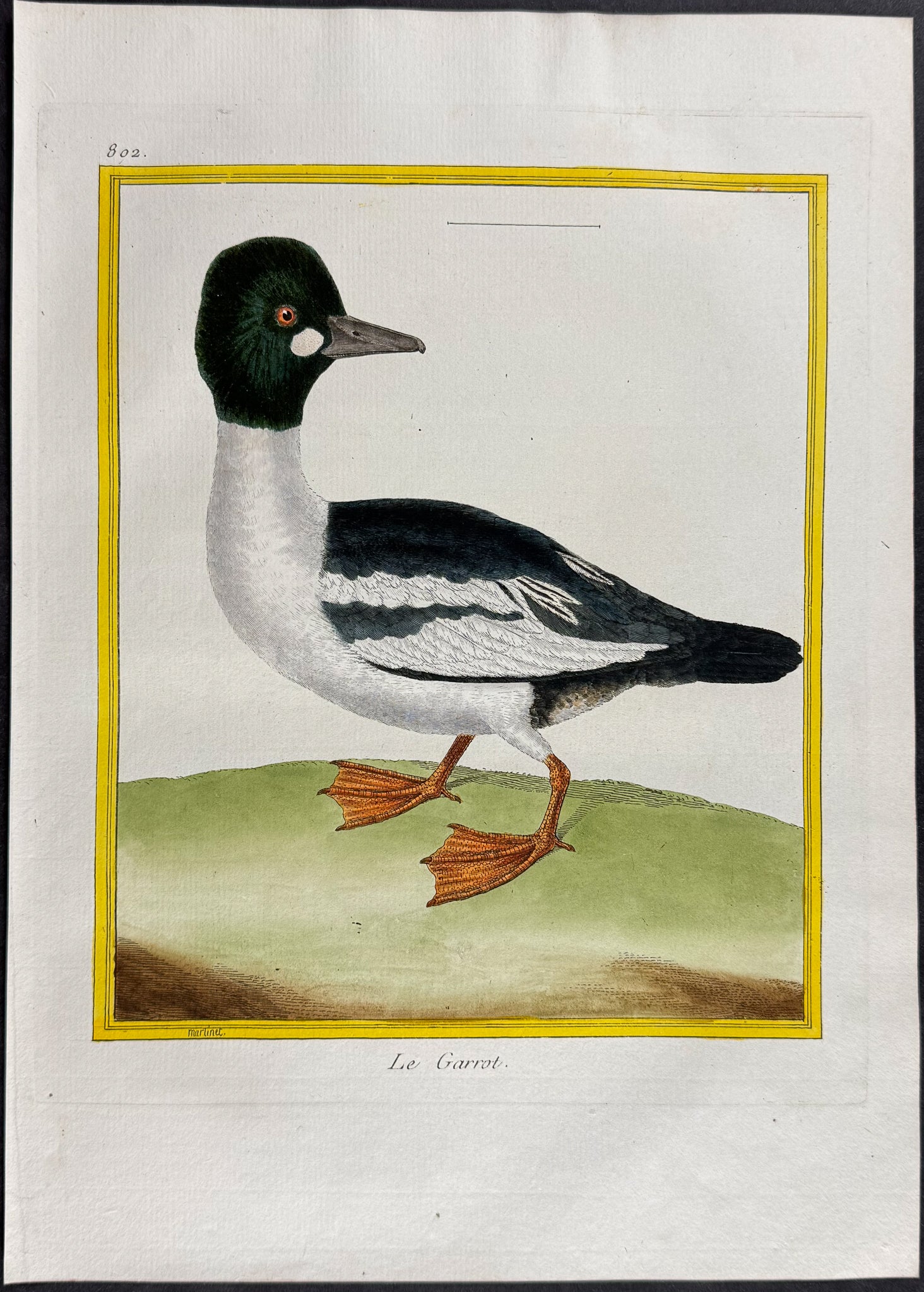 Buffelhead Duck