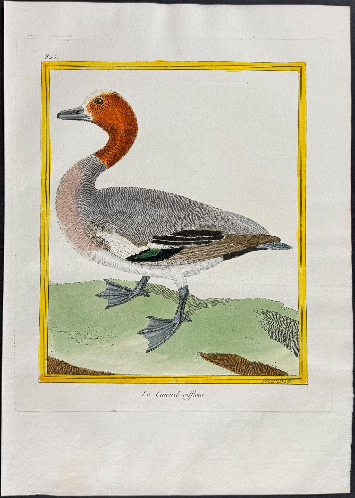 Duck