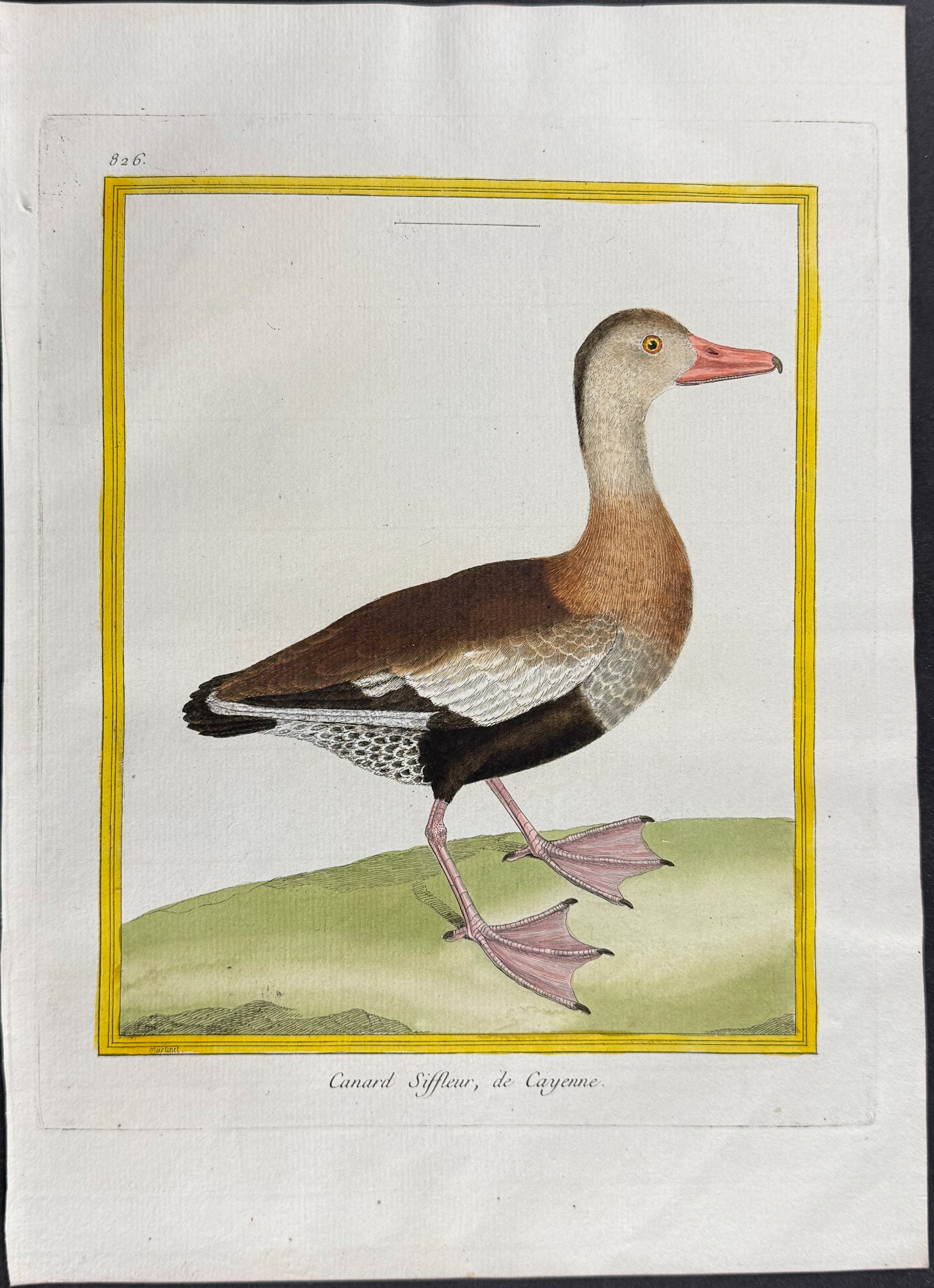 Duck