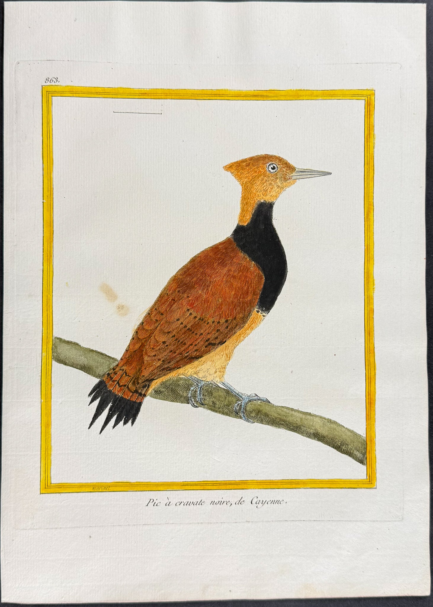 Woodpecker