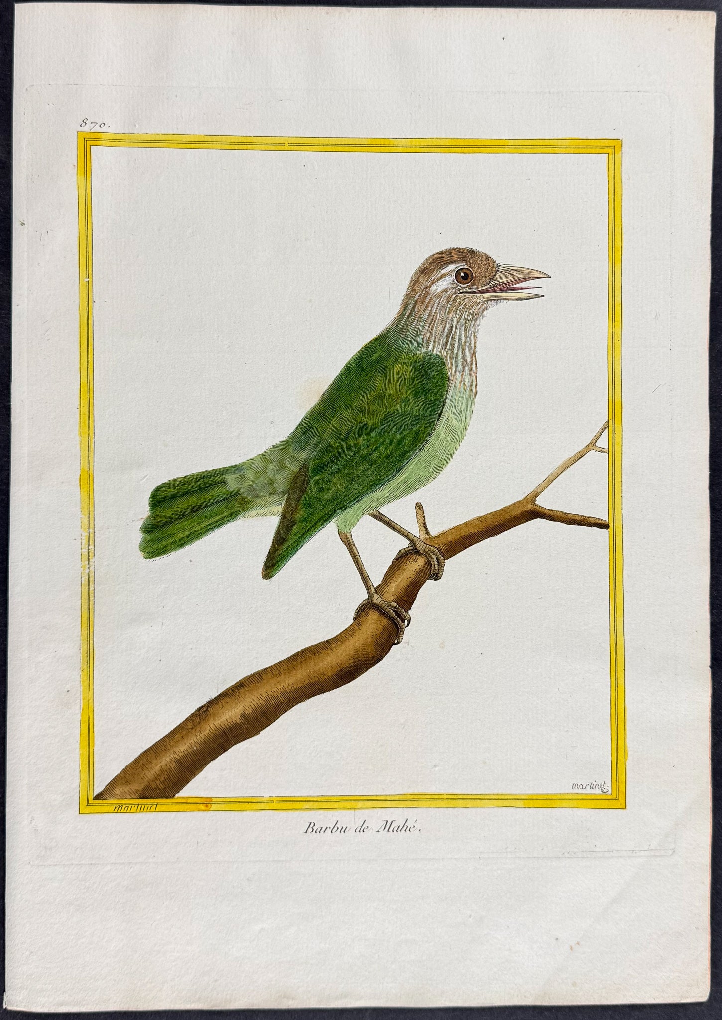 Barbet