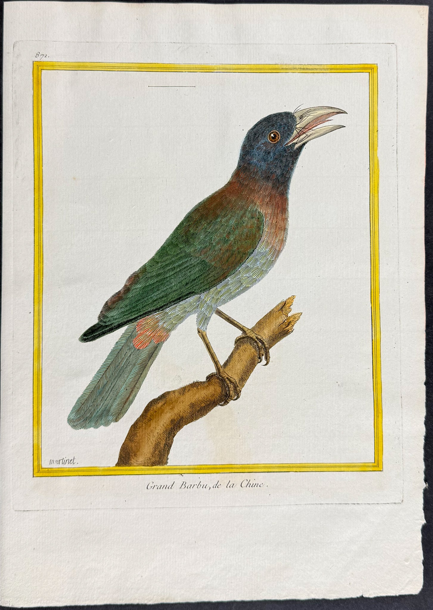 Barbet