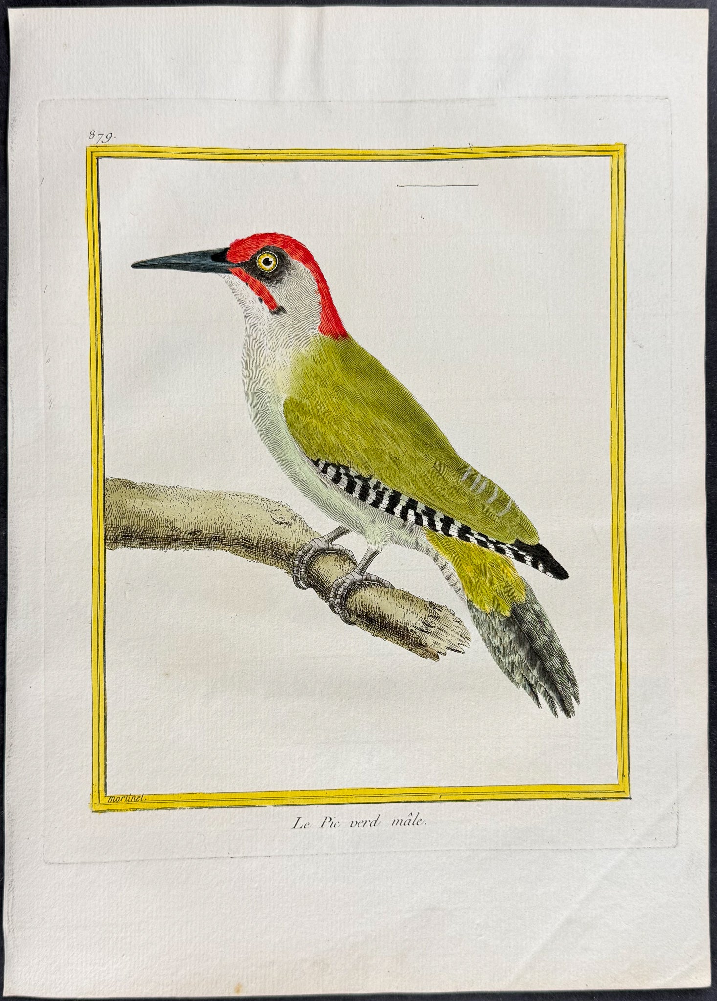 Woodpecker