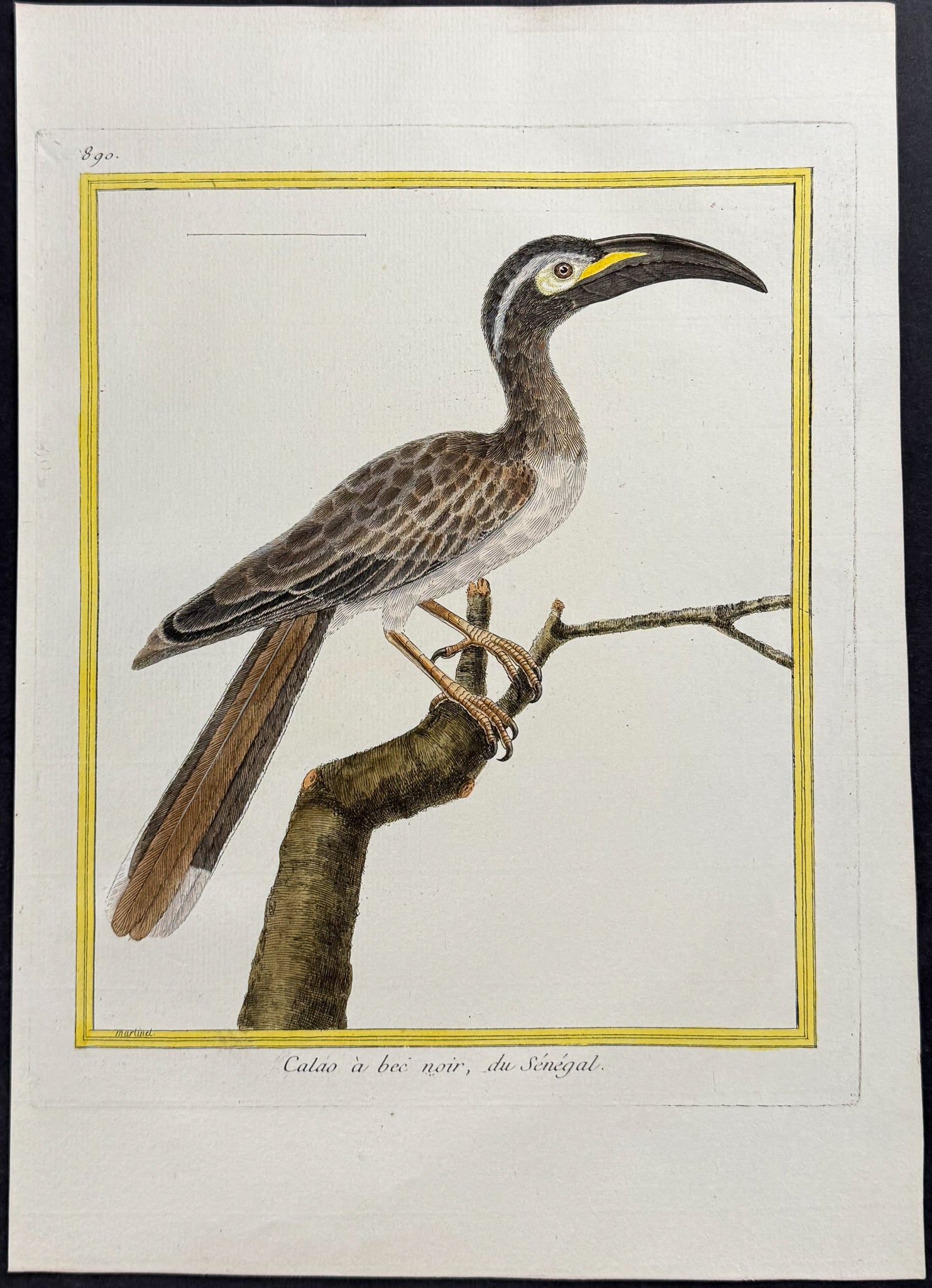 Hornbill