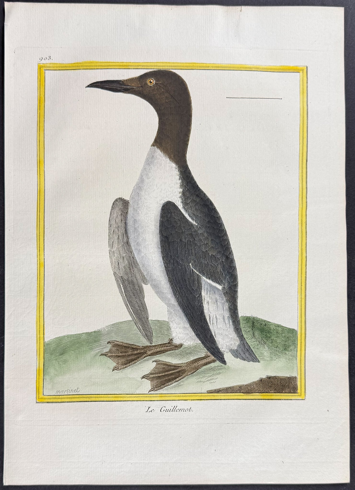 Guillemot