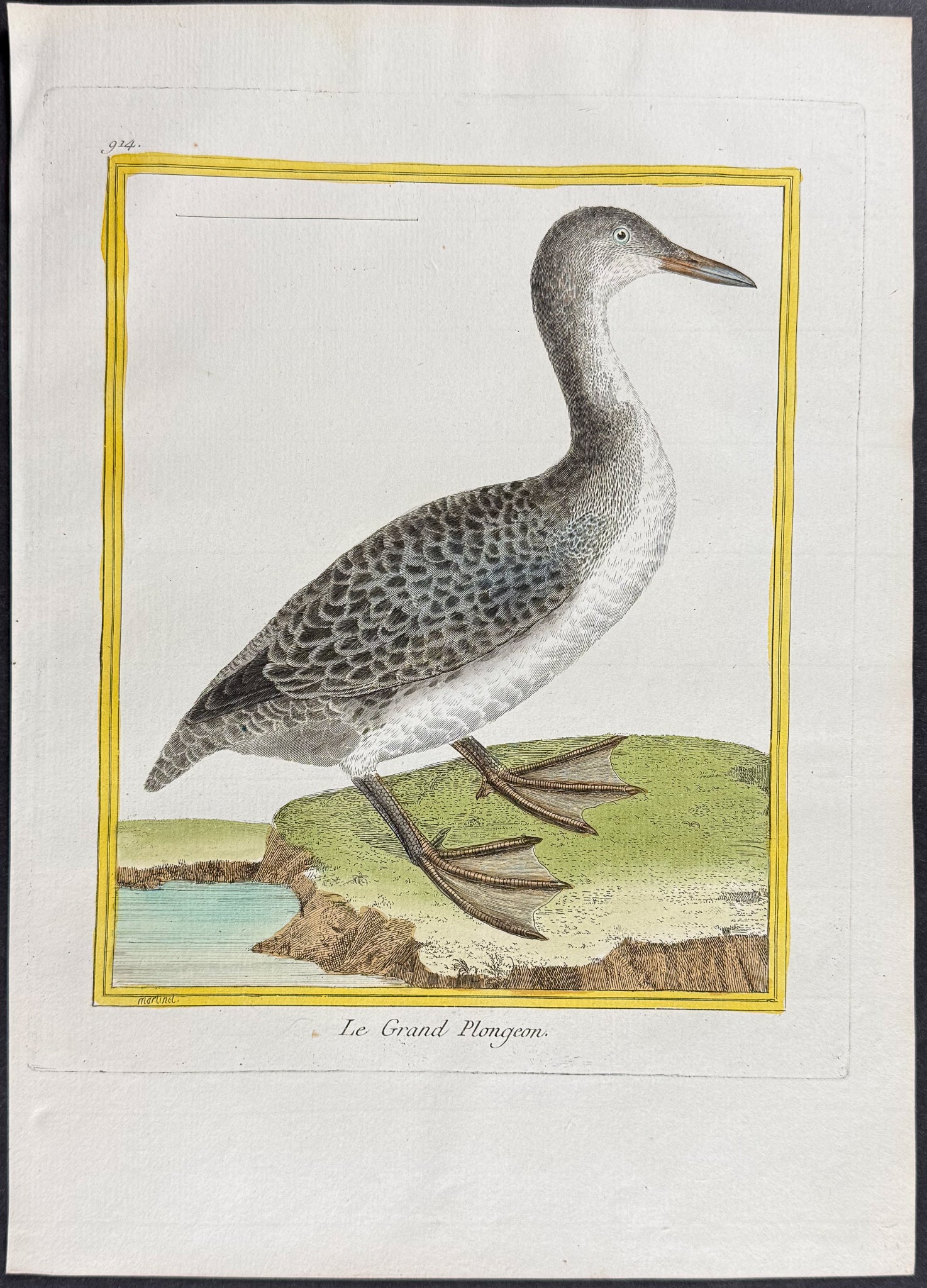 Diver or Loon