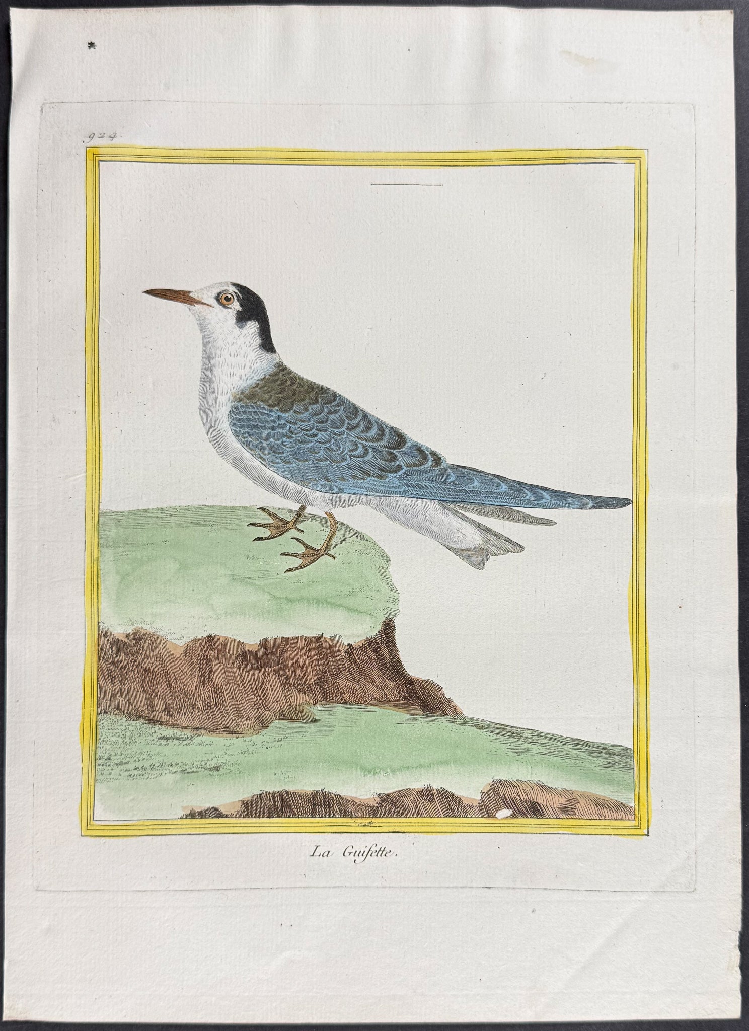 Tern or Gull