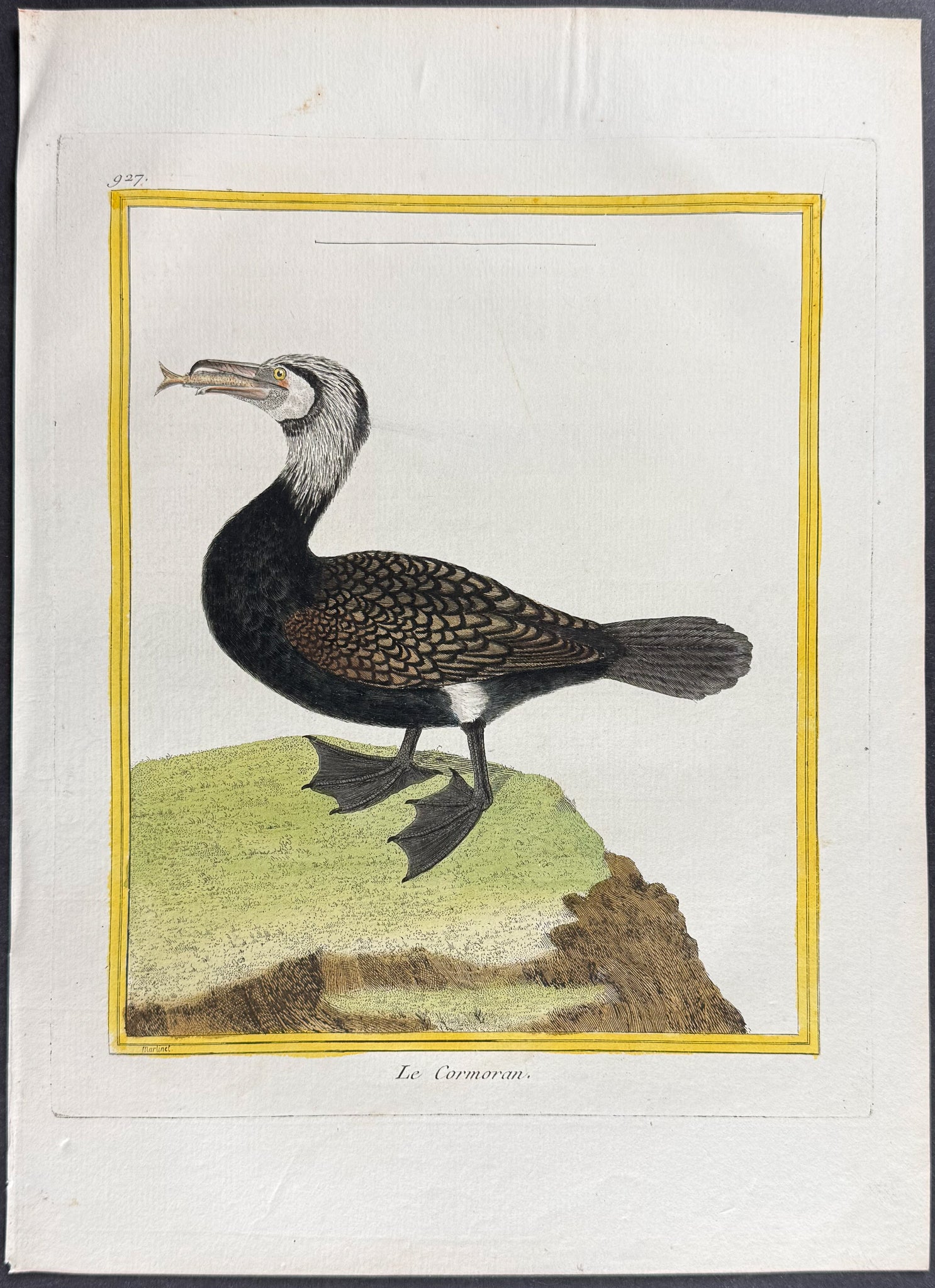 Cormorant