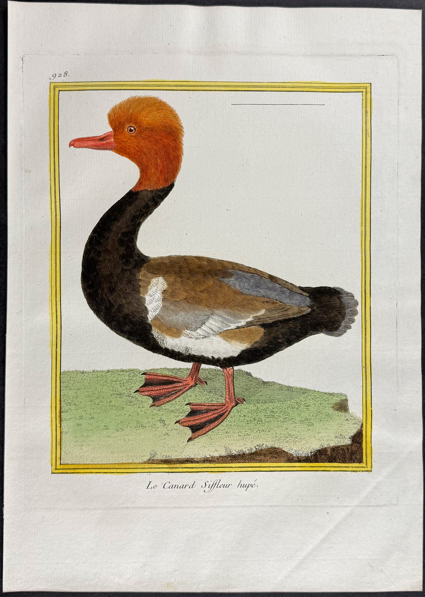 Duck