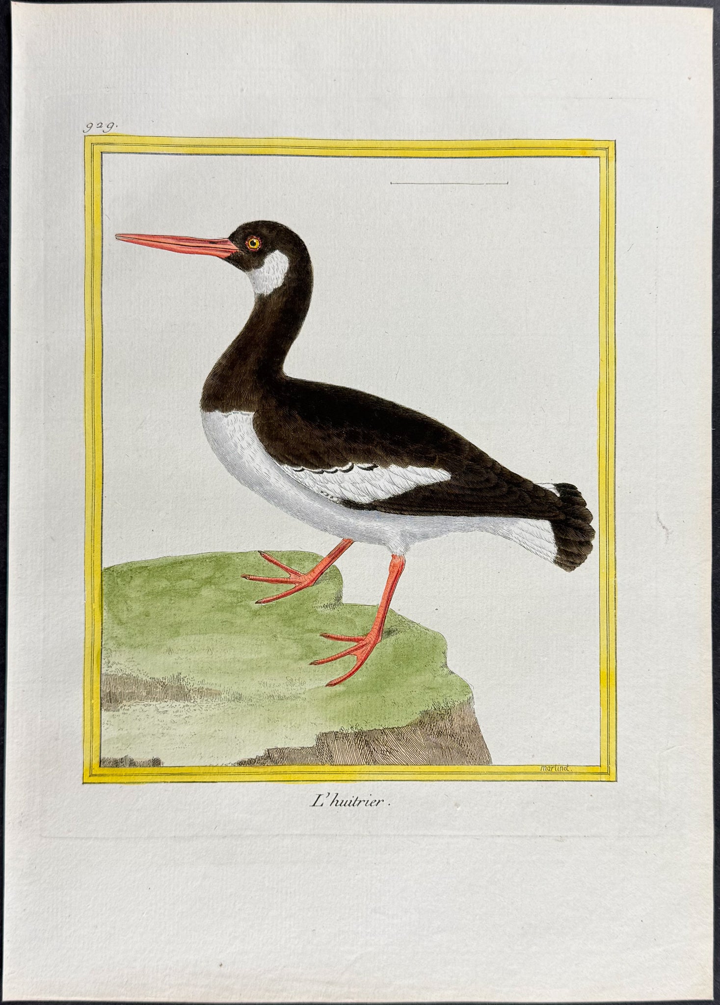 Oystercatcher