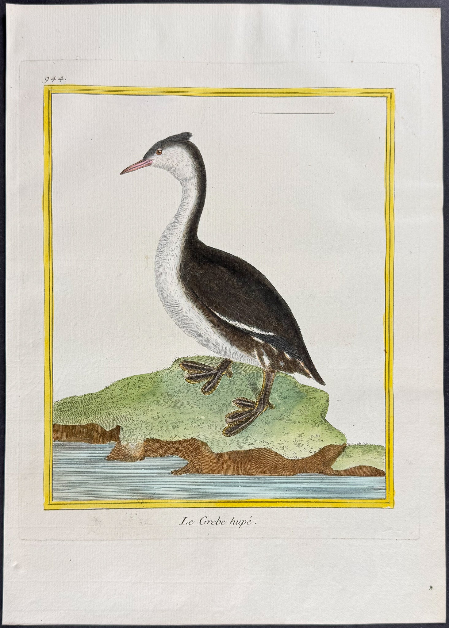 Grebe