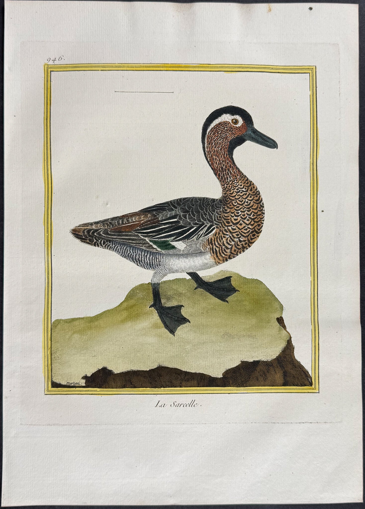 Duck