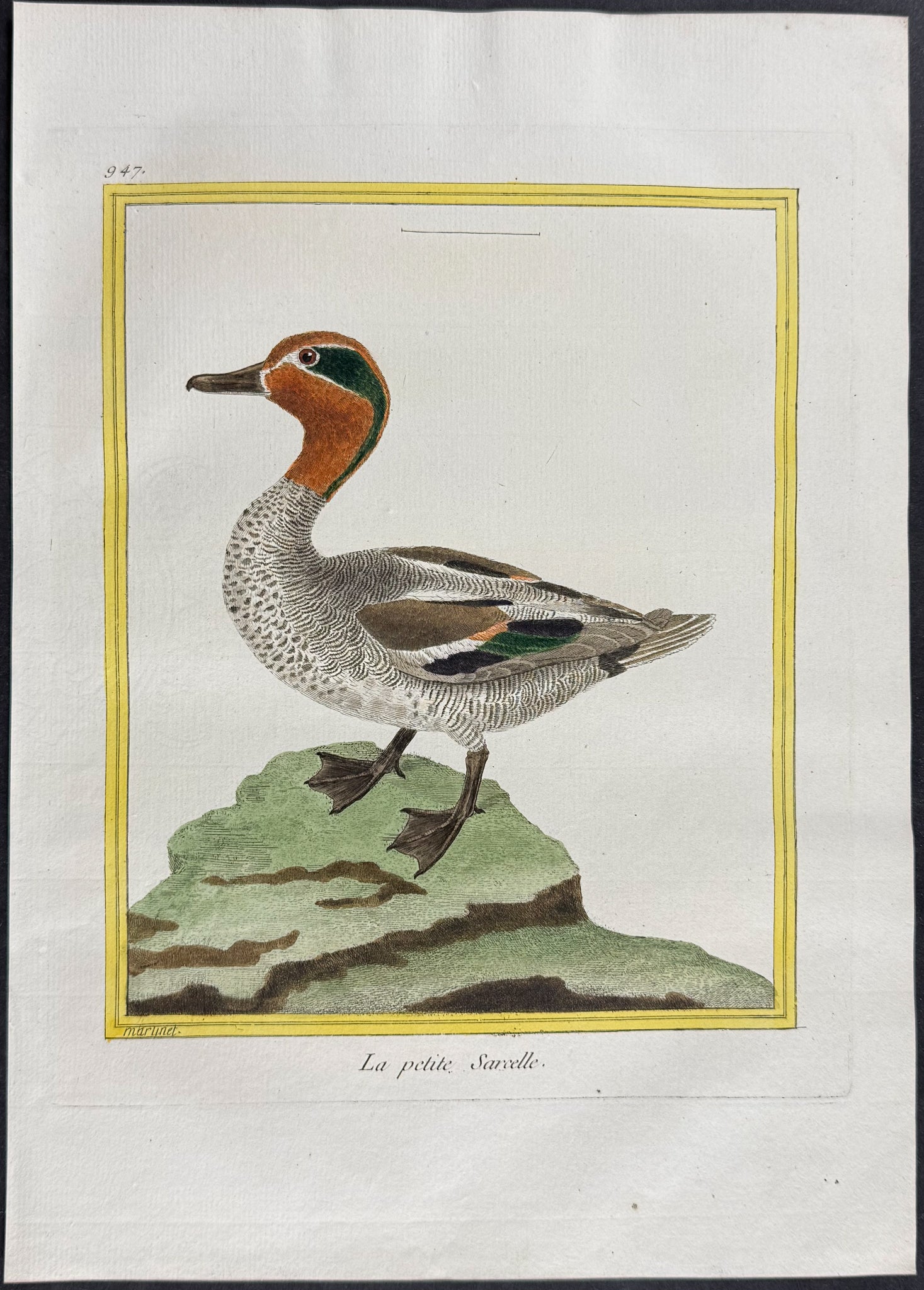 Duck