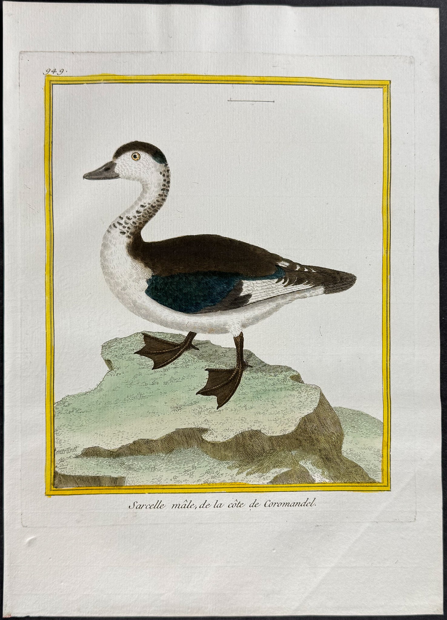 Duck