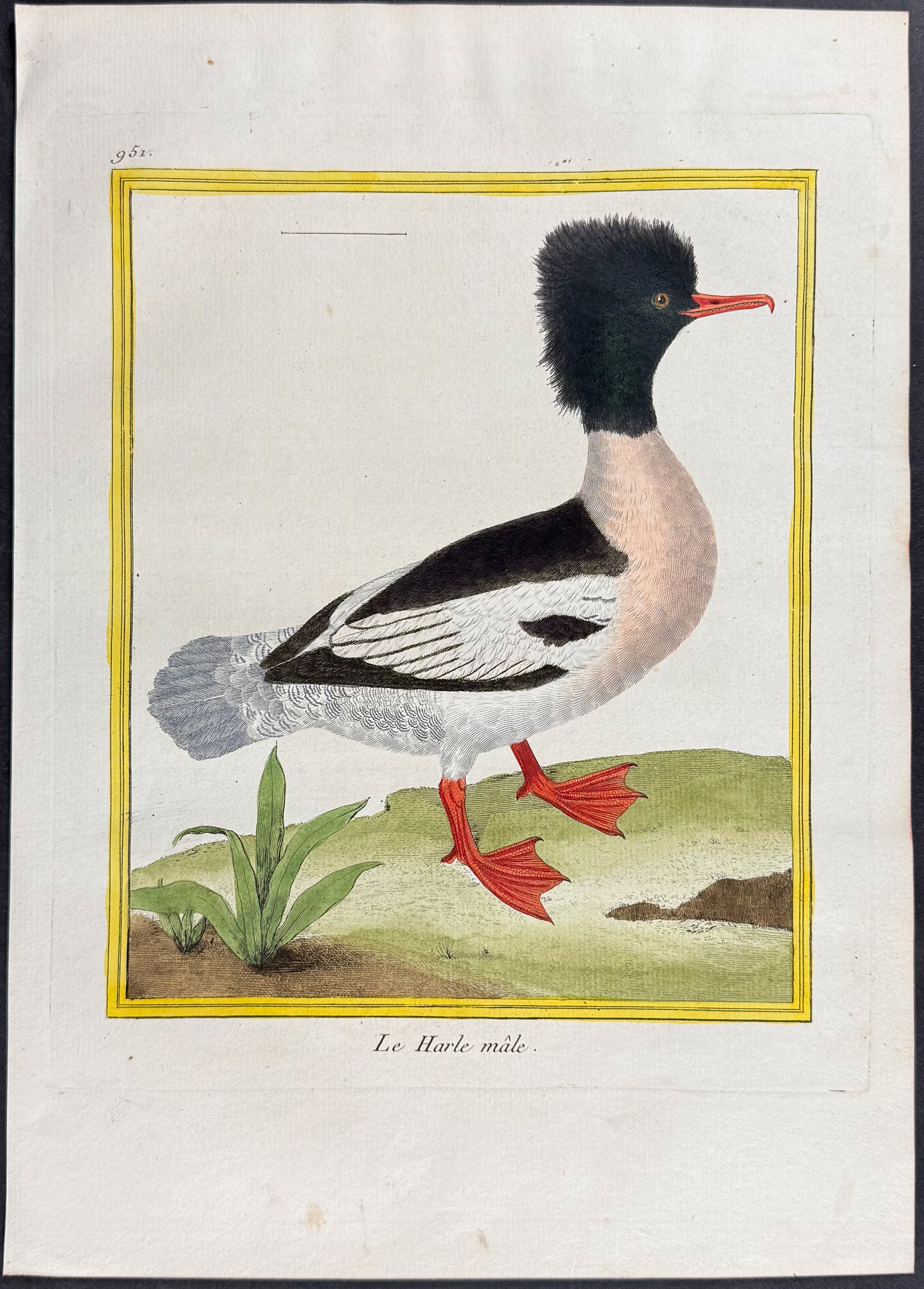 Merganser