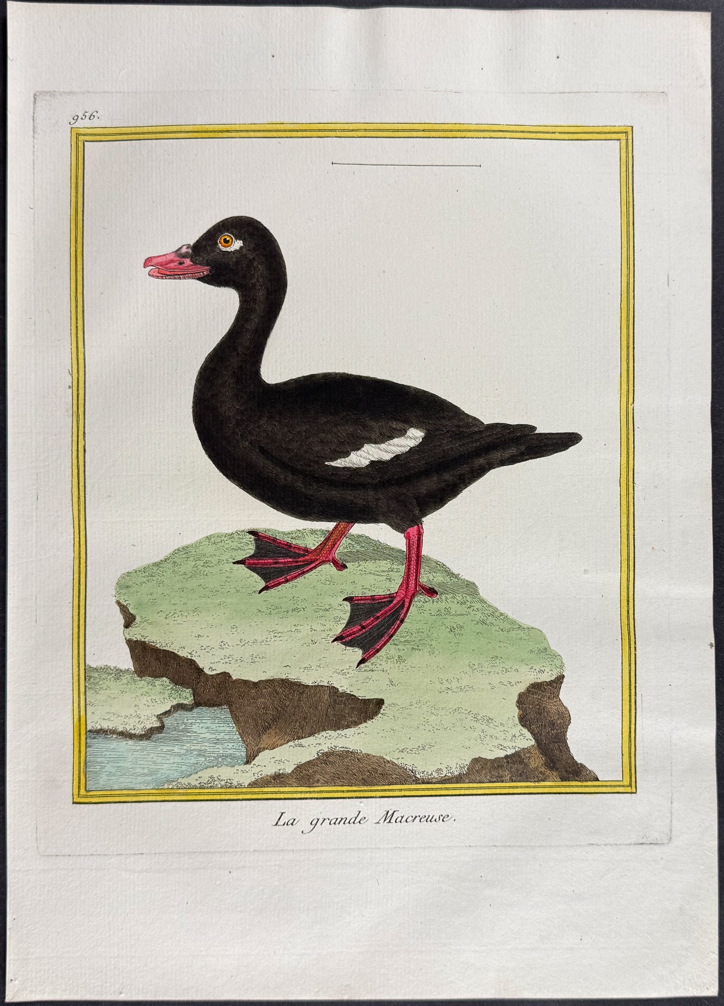 Scoter Duck