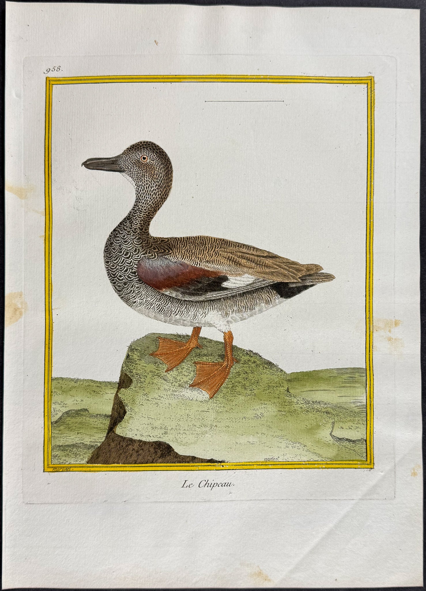 Duck