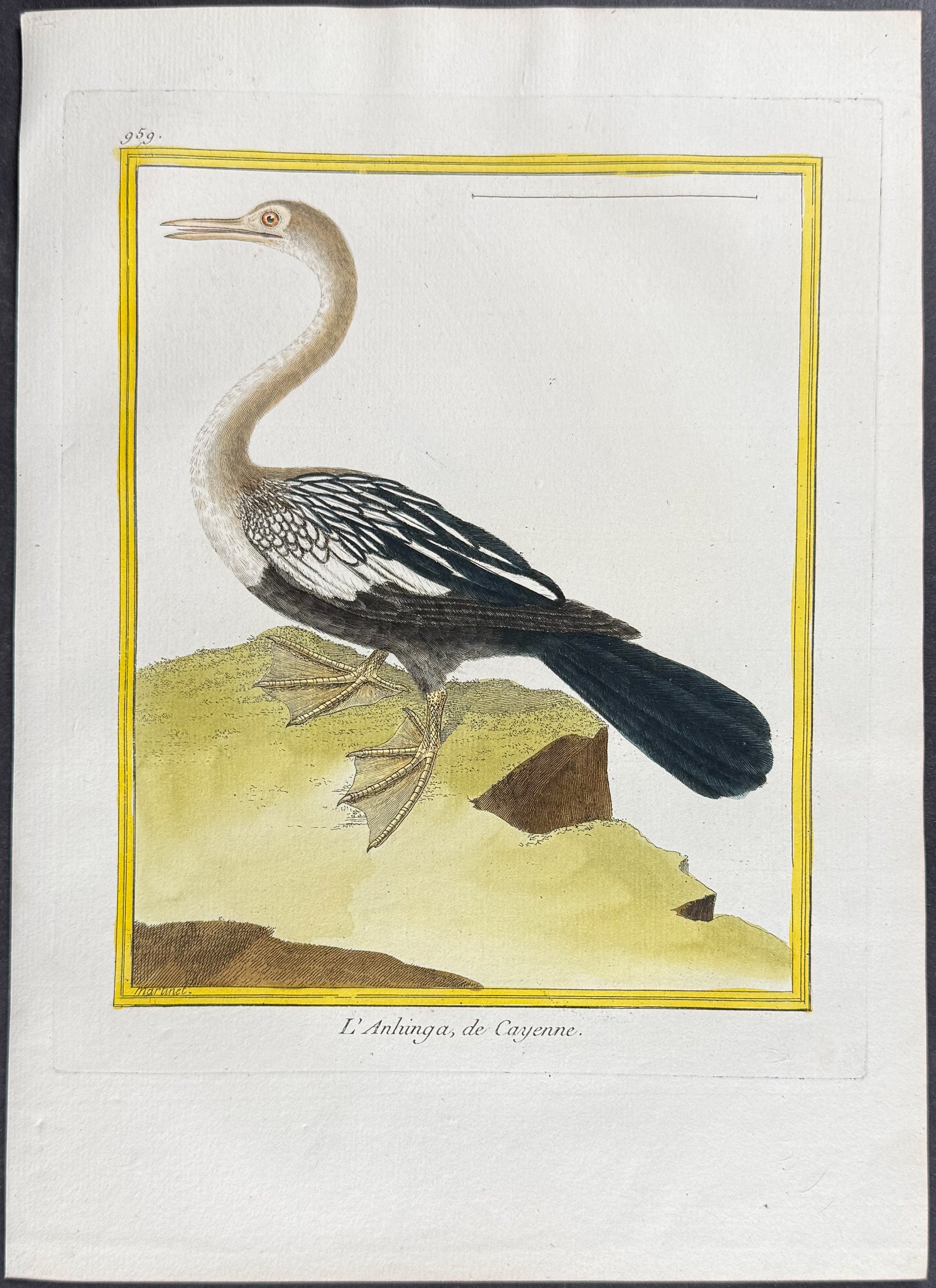 Anhinga or Snake Bird
