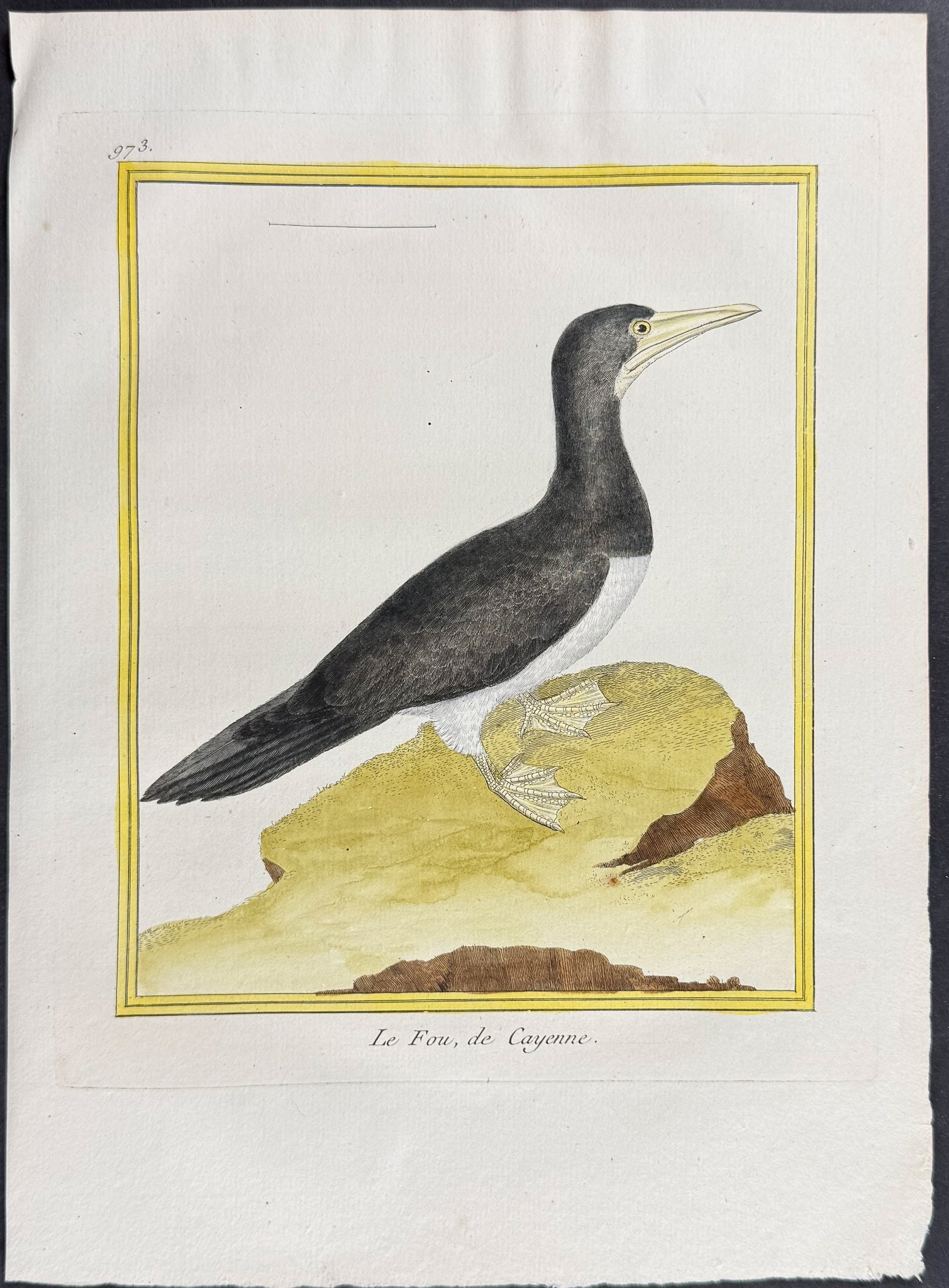 Gannet