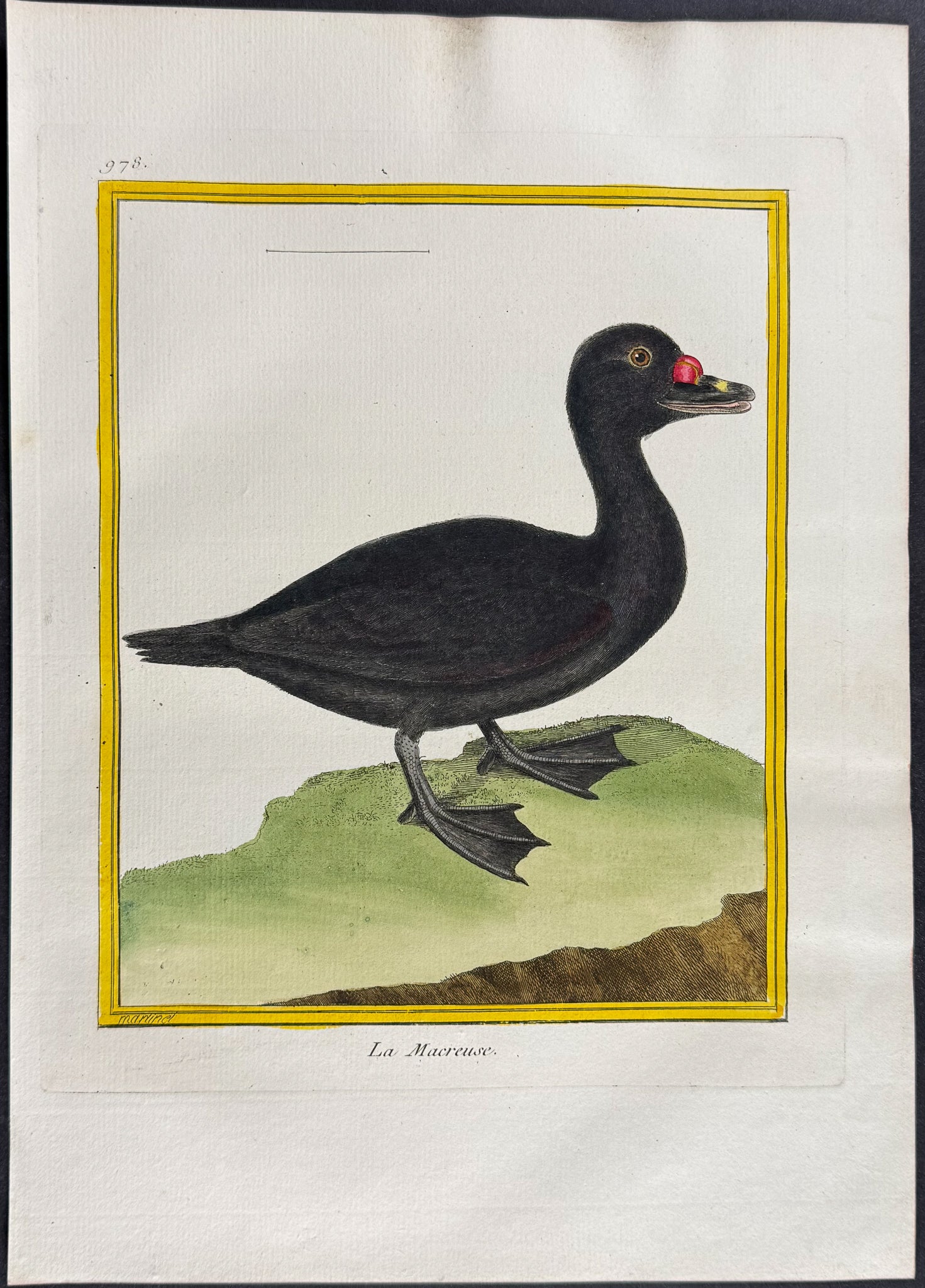 Scoter Duck