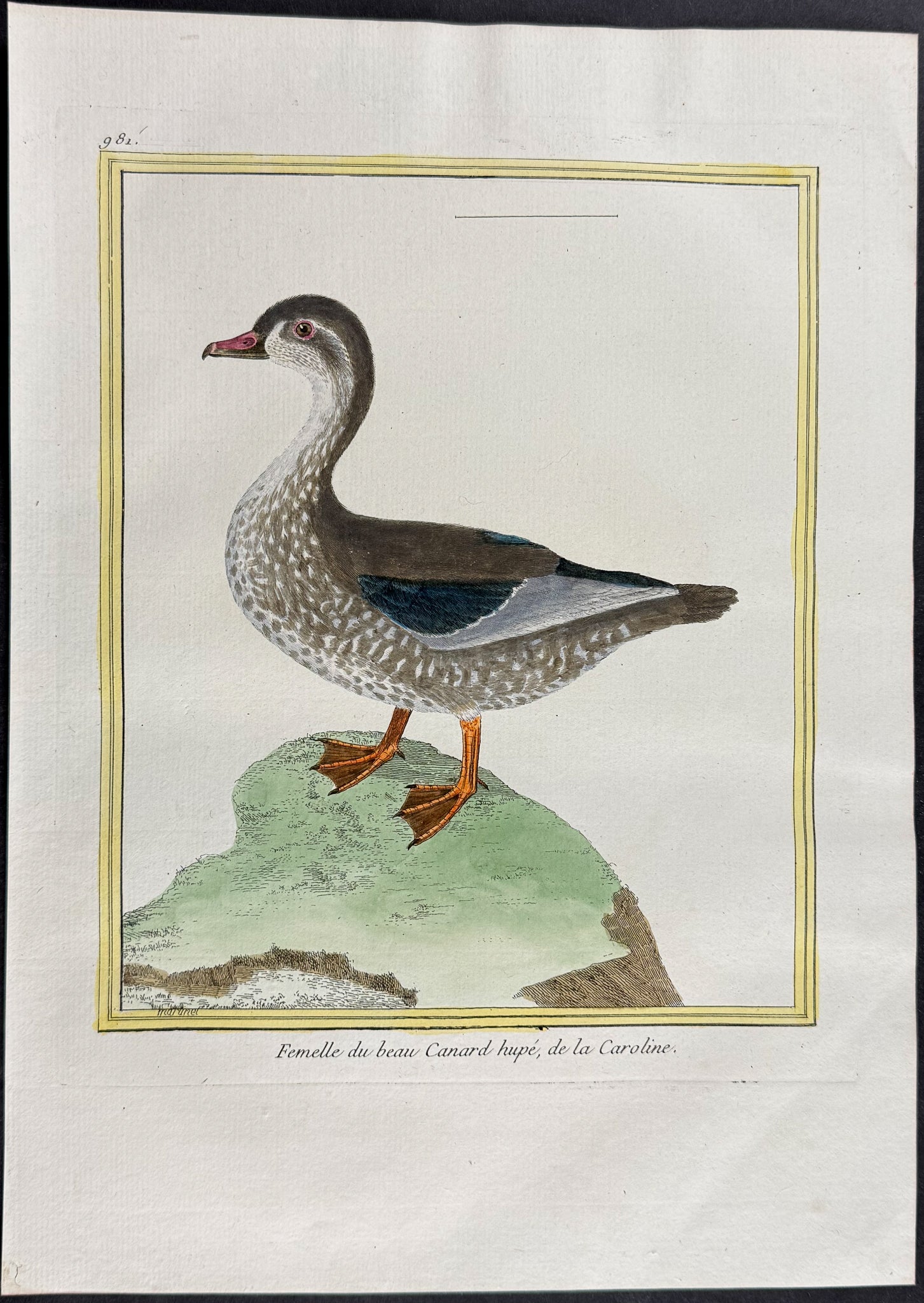 Wood Duck