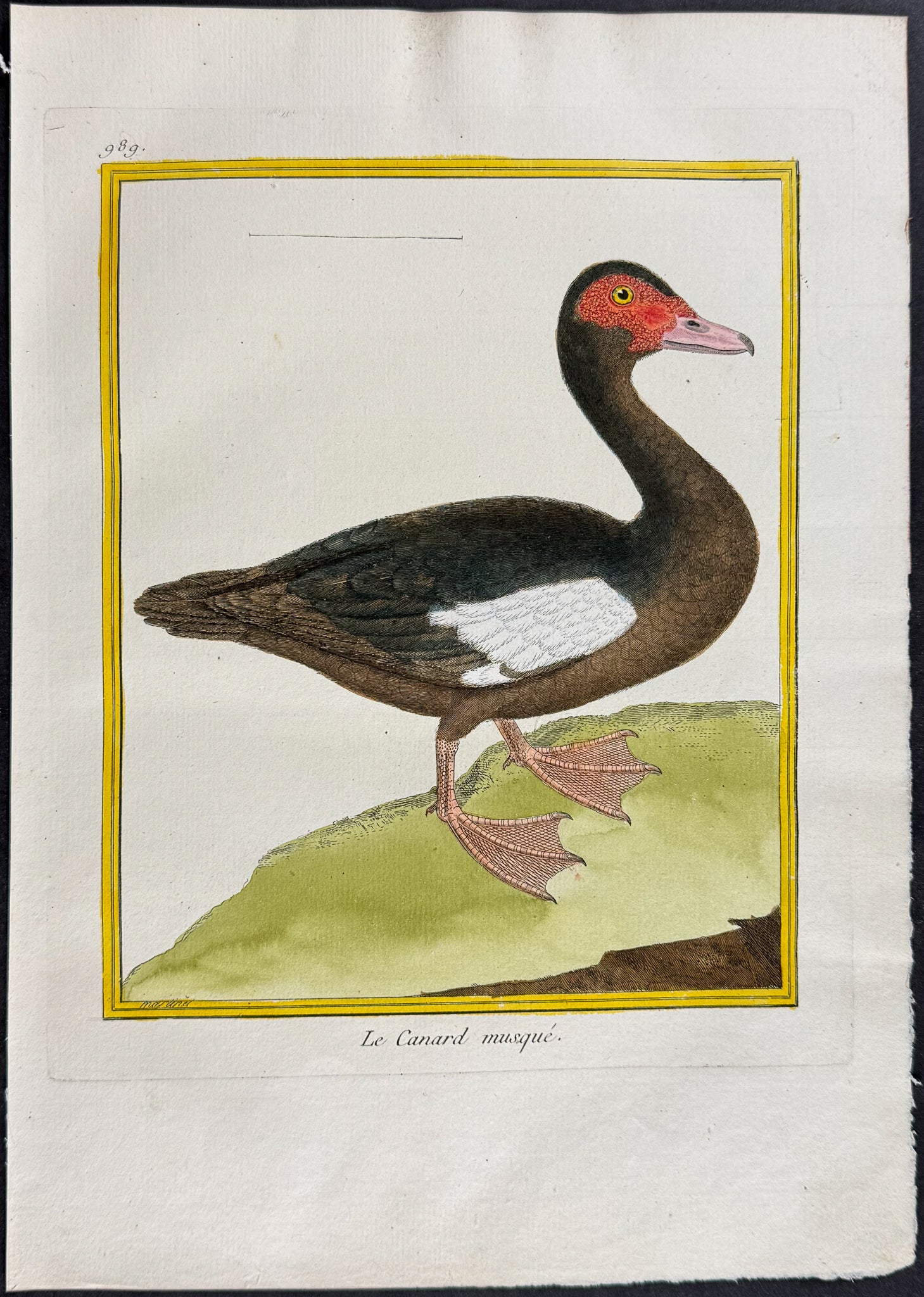 Duck