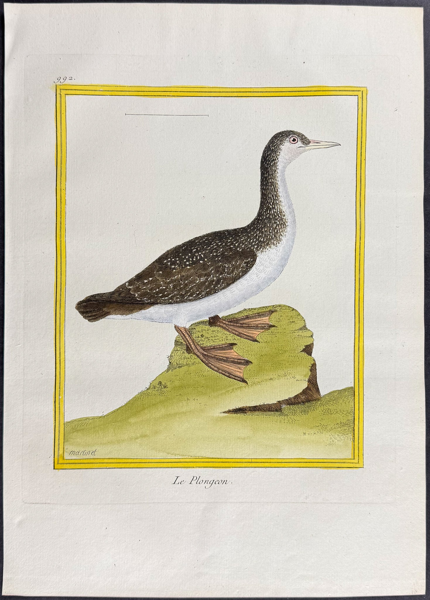 Diver or Loon