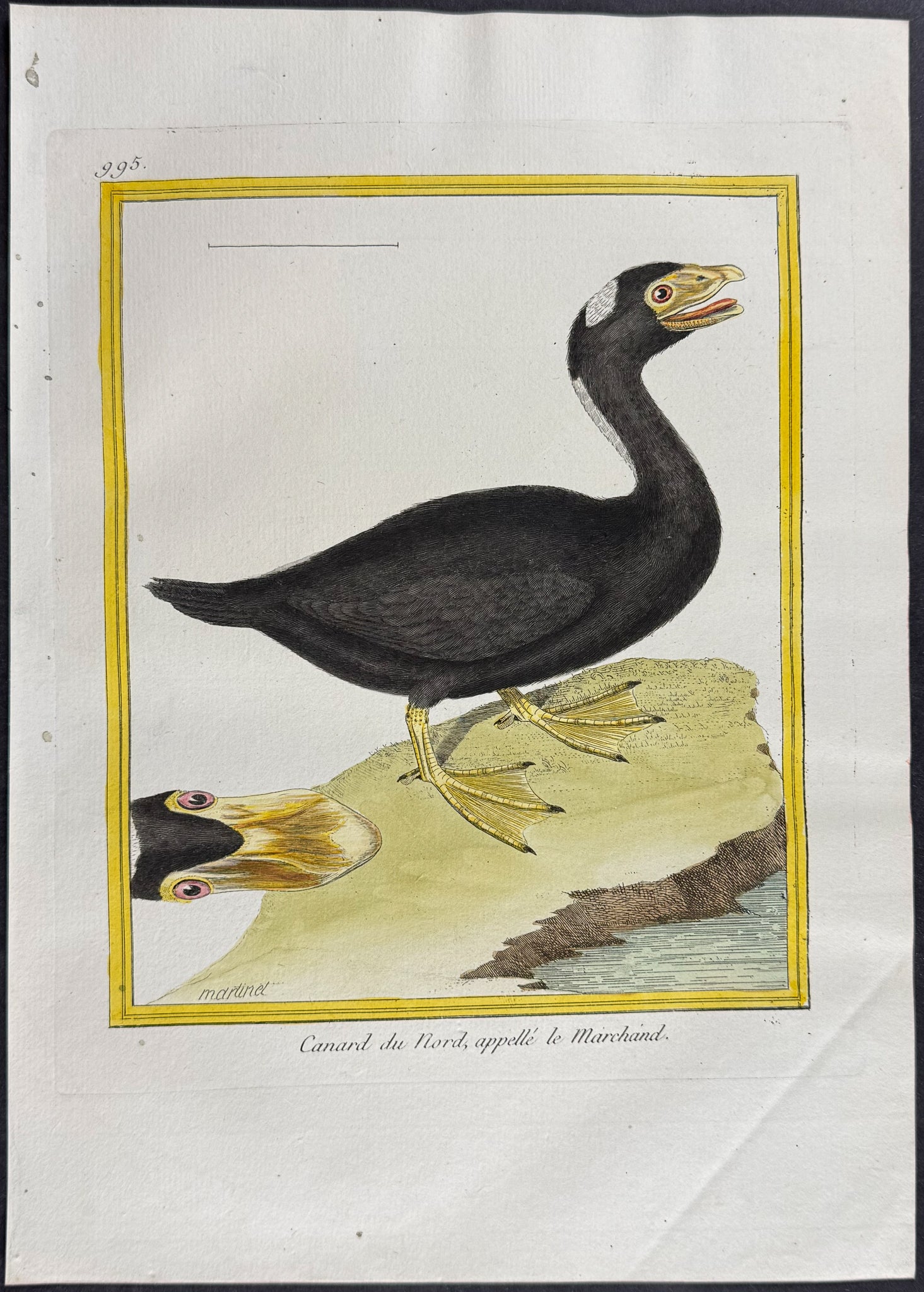 Duck
