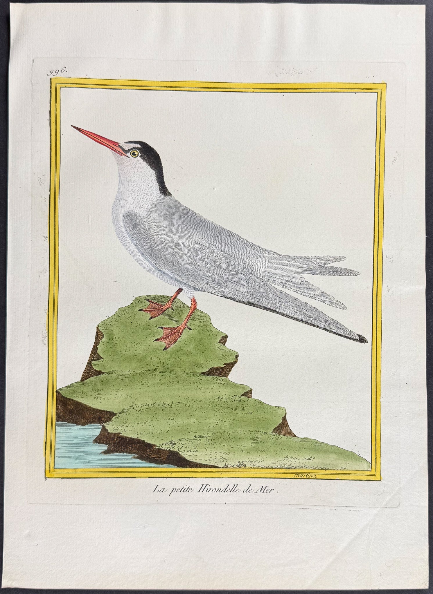 Tern
