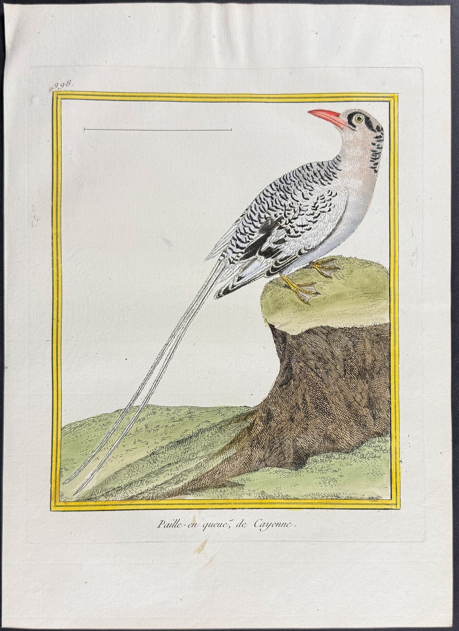 Tropic Bird