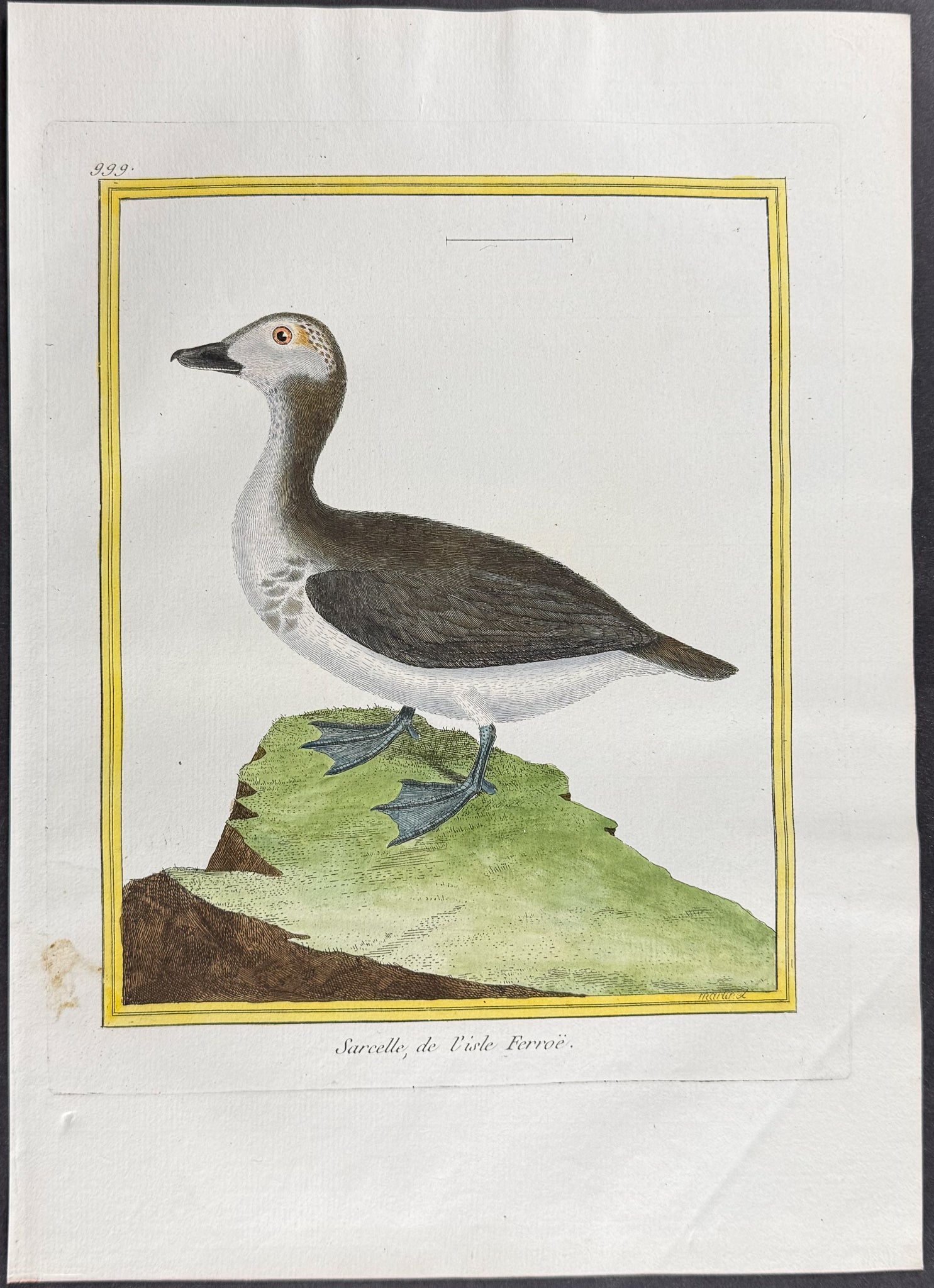 Duck
