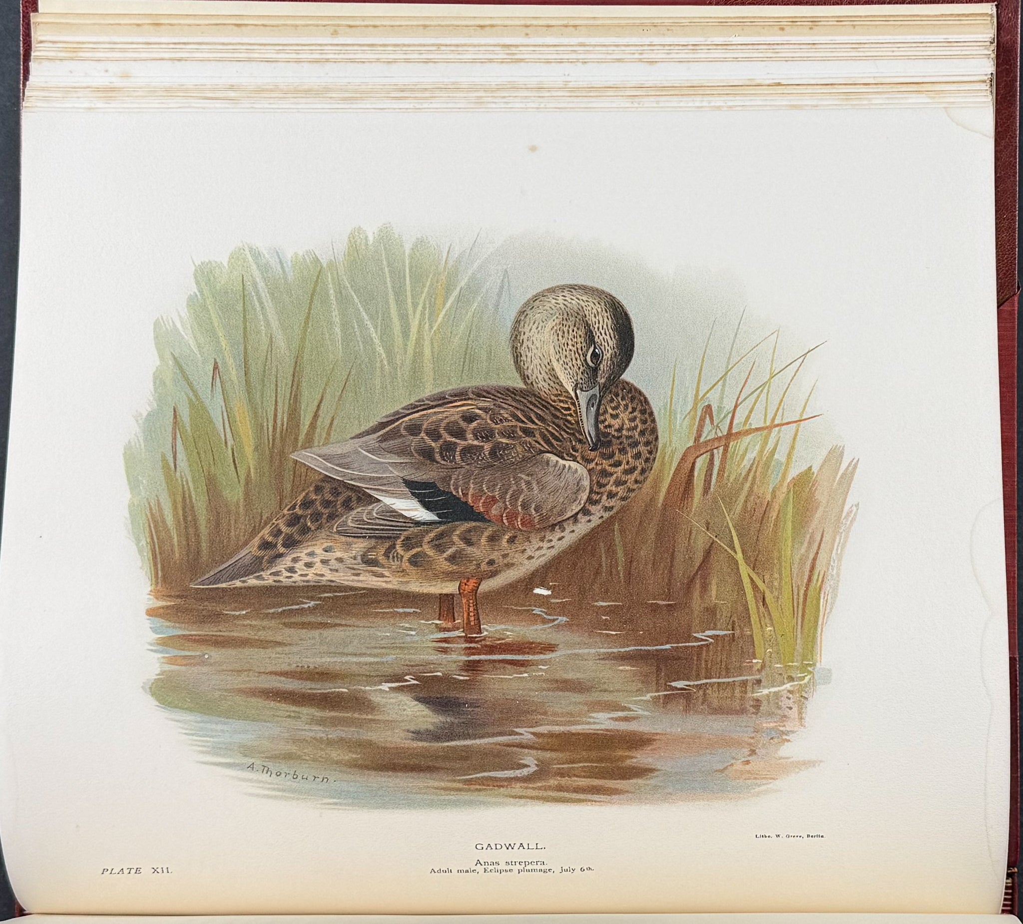 Millais's ..British.. Ducks - Volume with 41 Color Bird Plates, 6 Photogravures, & 25 Monochrome Plates