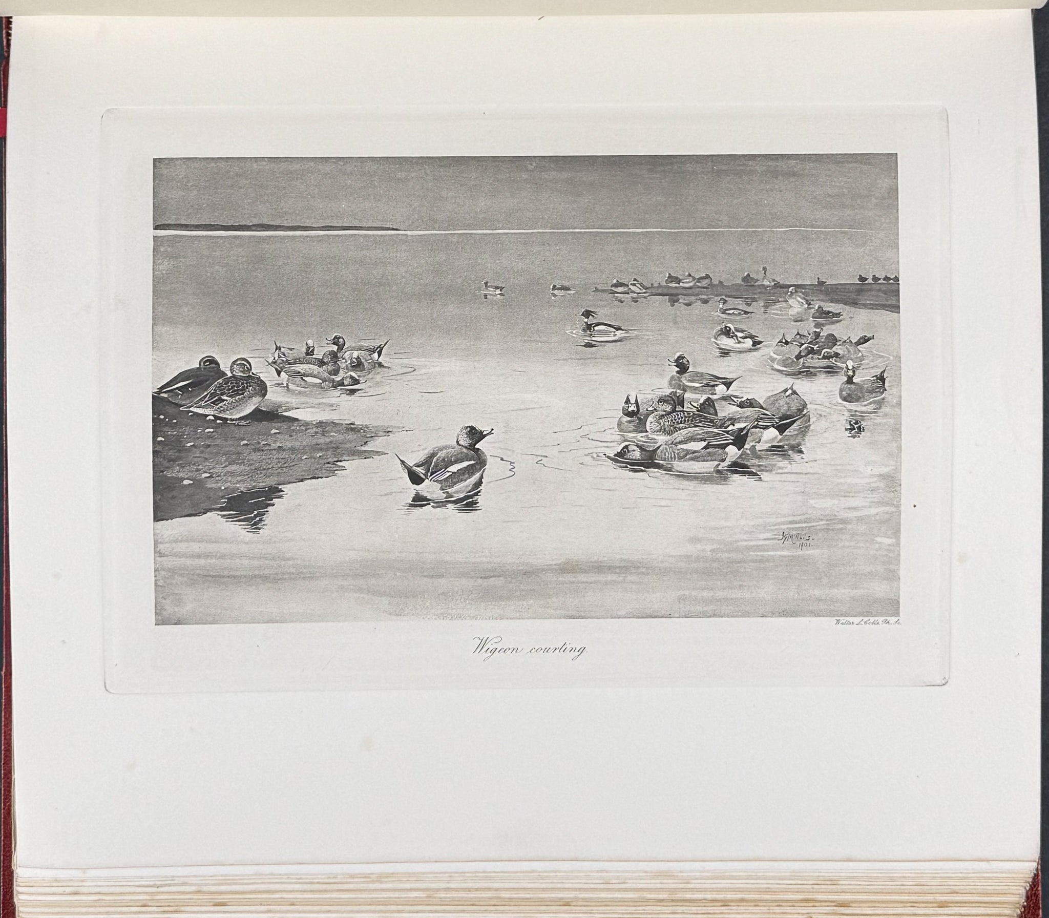 Millais's ..British.. Ducks - Volume with 41 Color Bird Plates, 6 Photogravures, & 25 Monochrome Plates