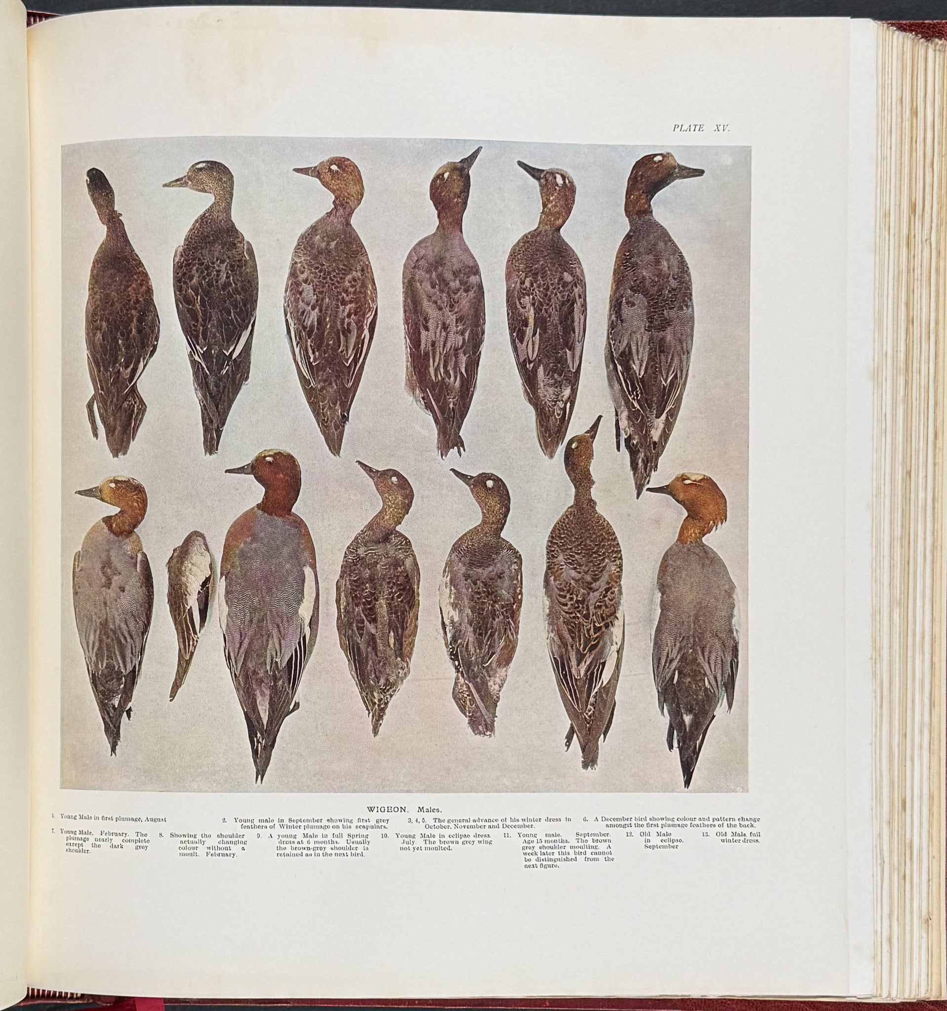 Millais's ..British.. Ducks - Volume with 41 Color Bird Plates, 6 Photogravures, & 25 Monochrome Plates