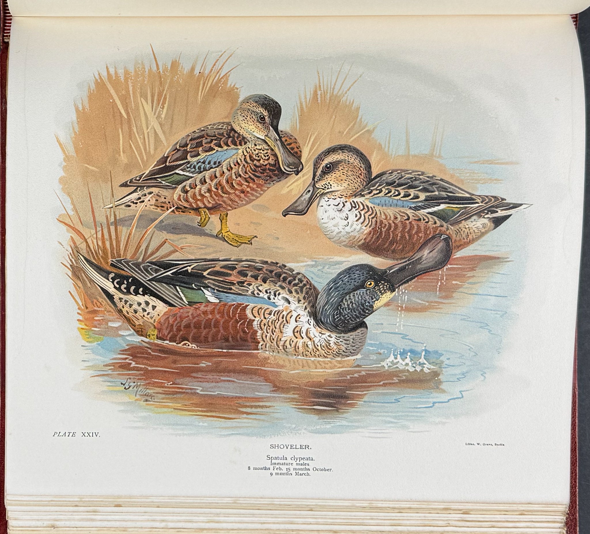 Millais's ..British.. Ducks - Volume with 41 Color Bird Plates, 6 Photogravures, & 25 Monochrome Plates