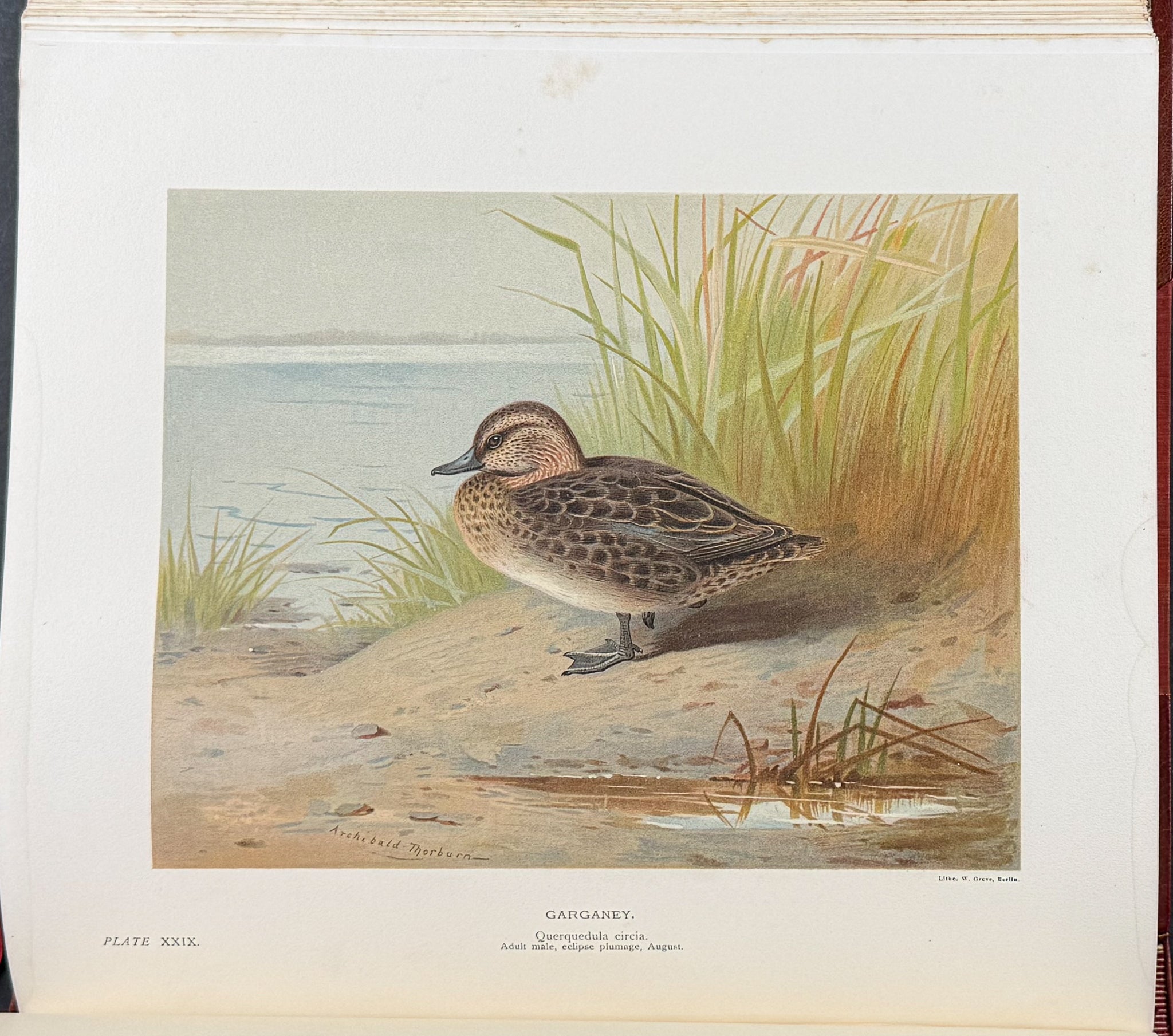 Millais's ..British.. Ducks - Volume with 41 Color Bird Plates, 6 Photogravures, & 25 Monochrome Plates